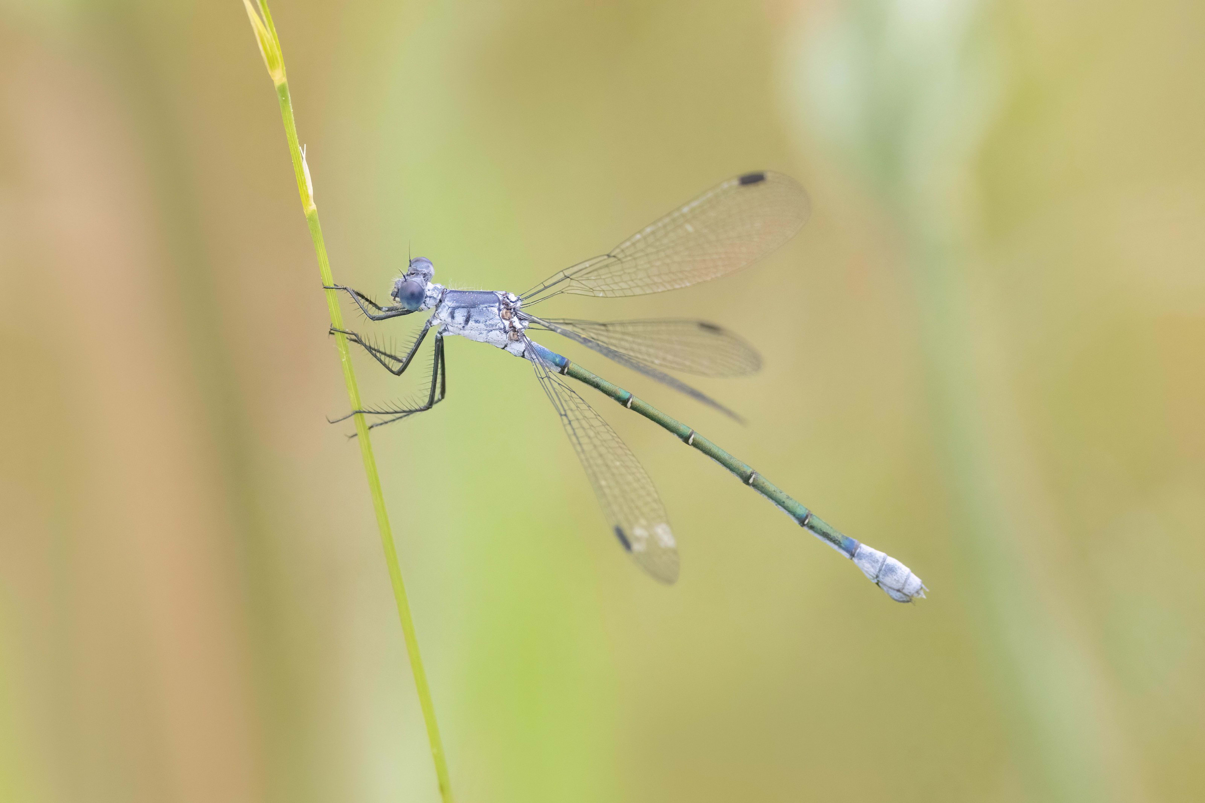 Dark Spreadwing