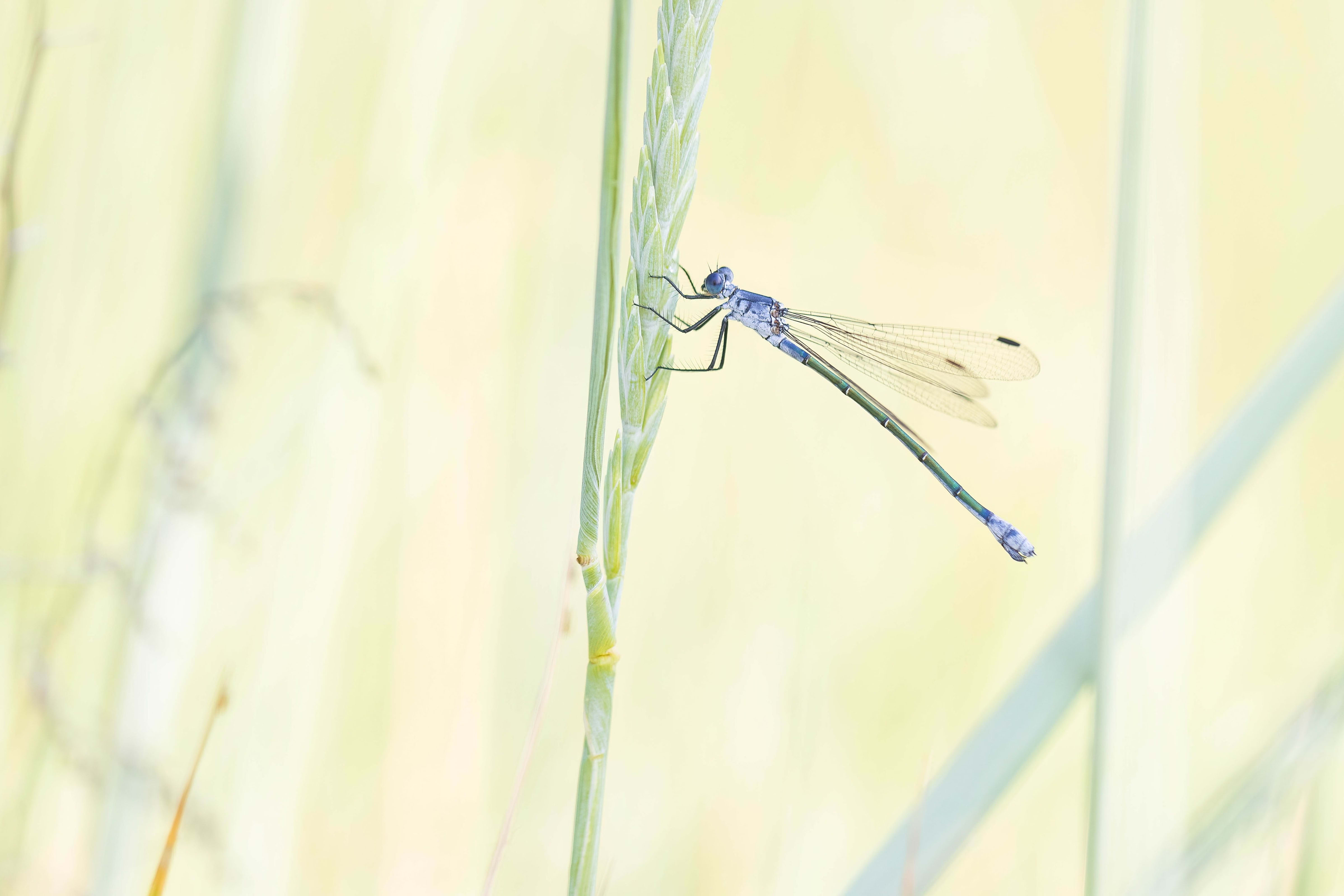 Dark Spreadwing