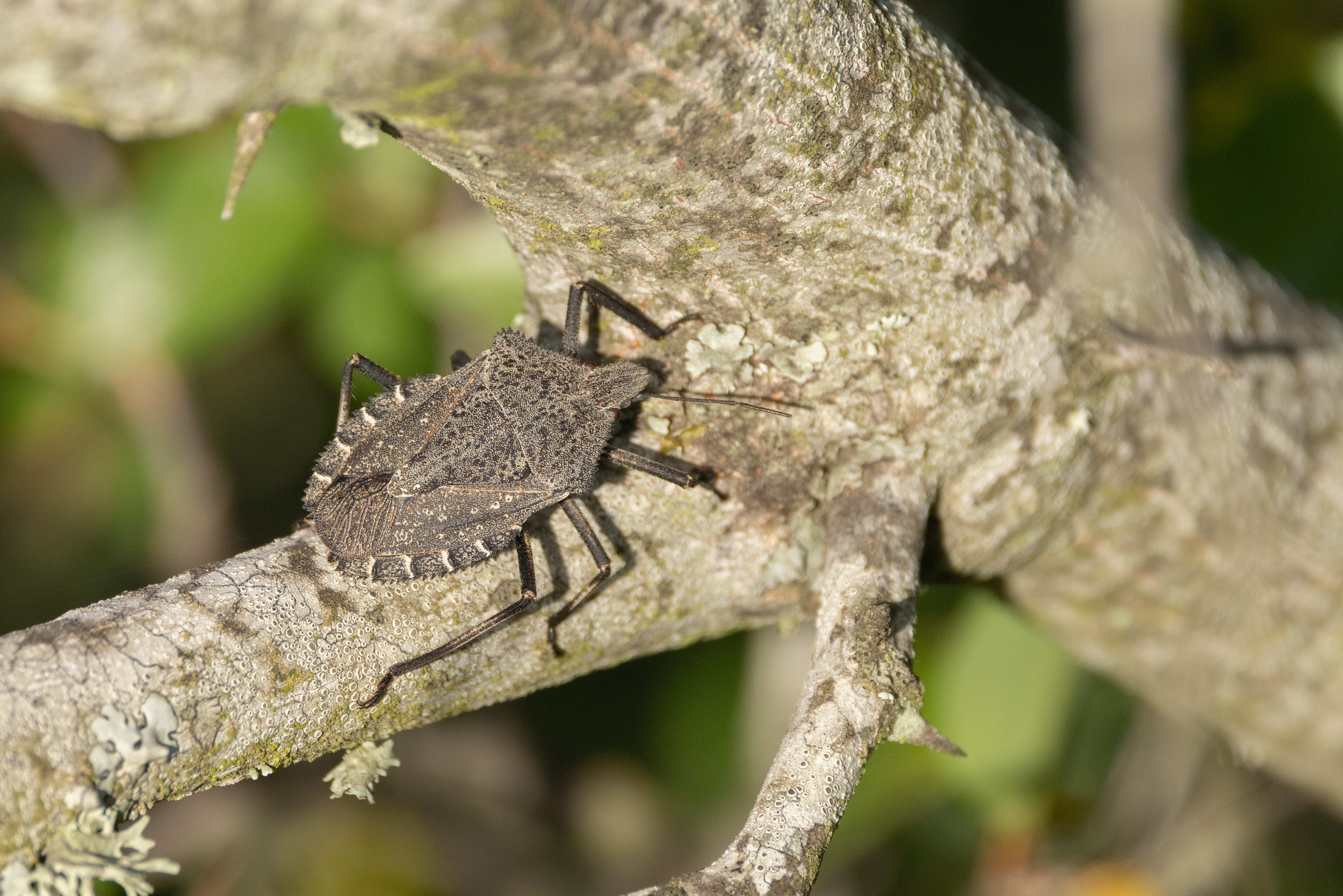 Mustha spinosula - a shield bug