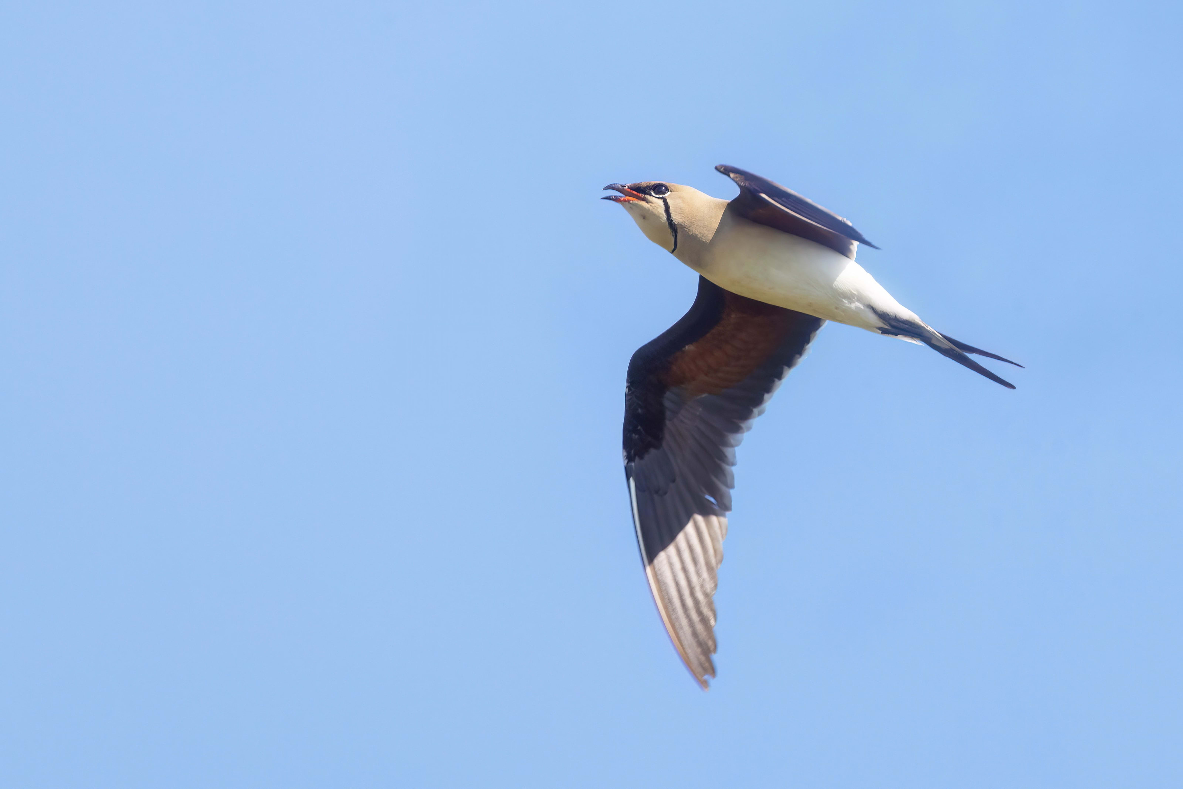 Collared Pratincole in Bulgaria