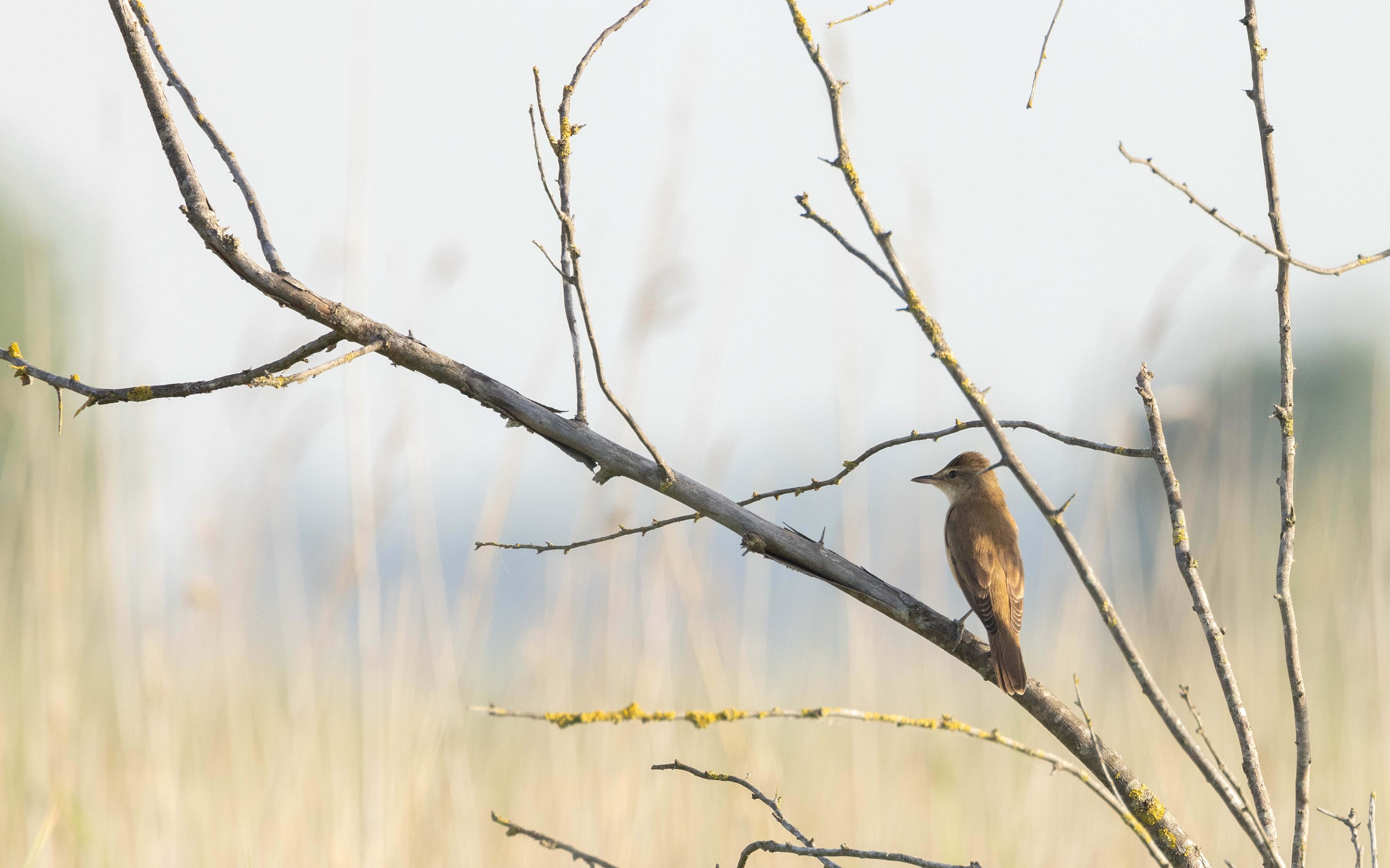 Great Reed Warbler in Bulgaria