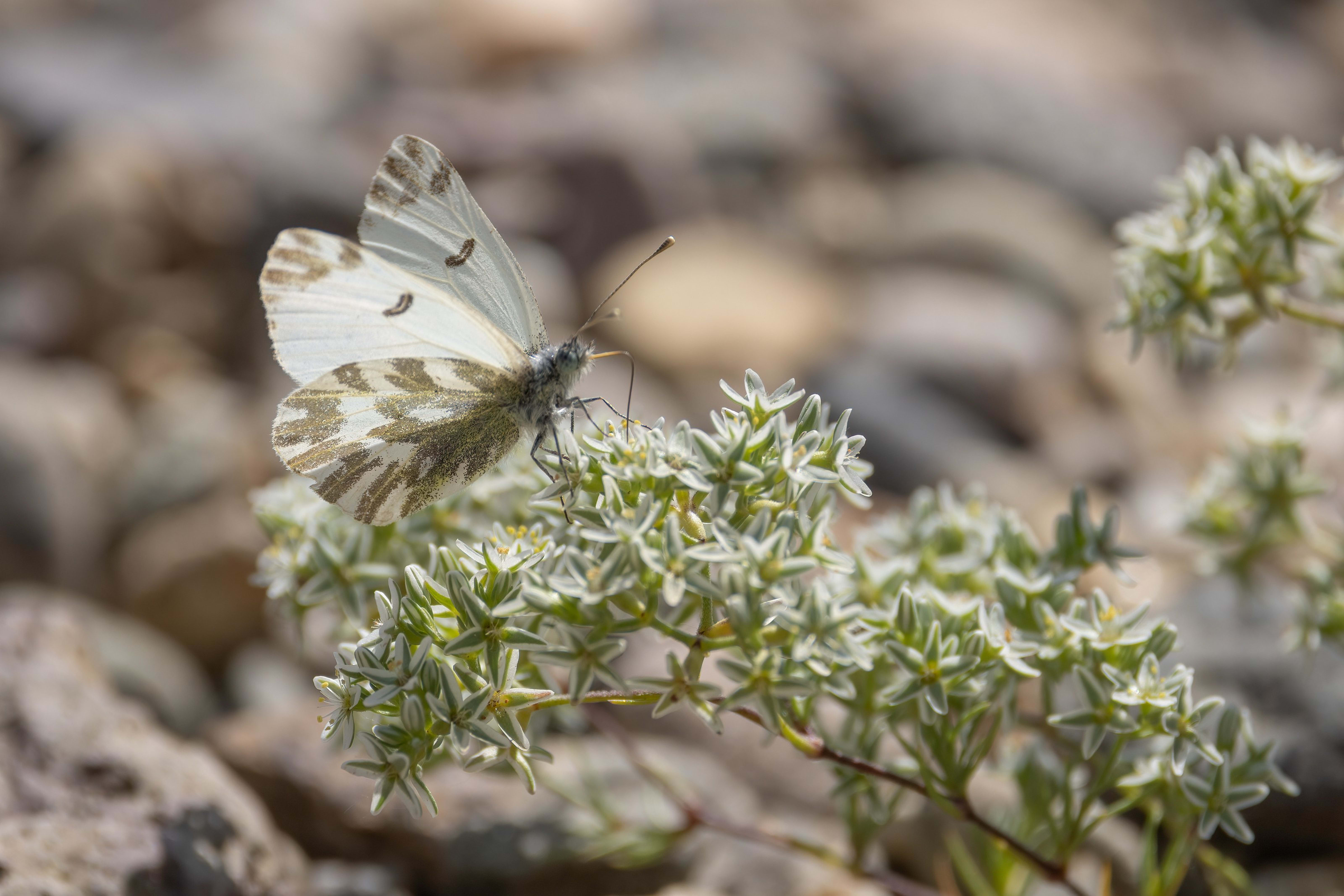 Small Bath White (Pontia chloridice)