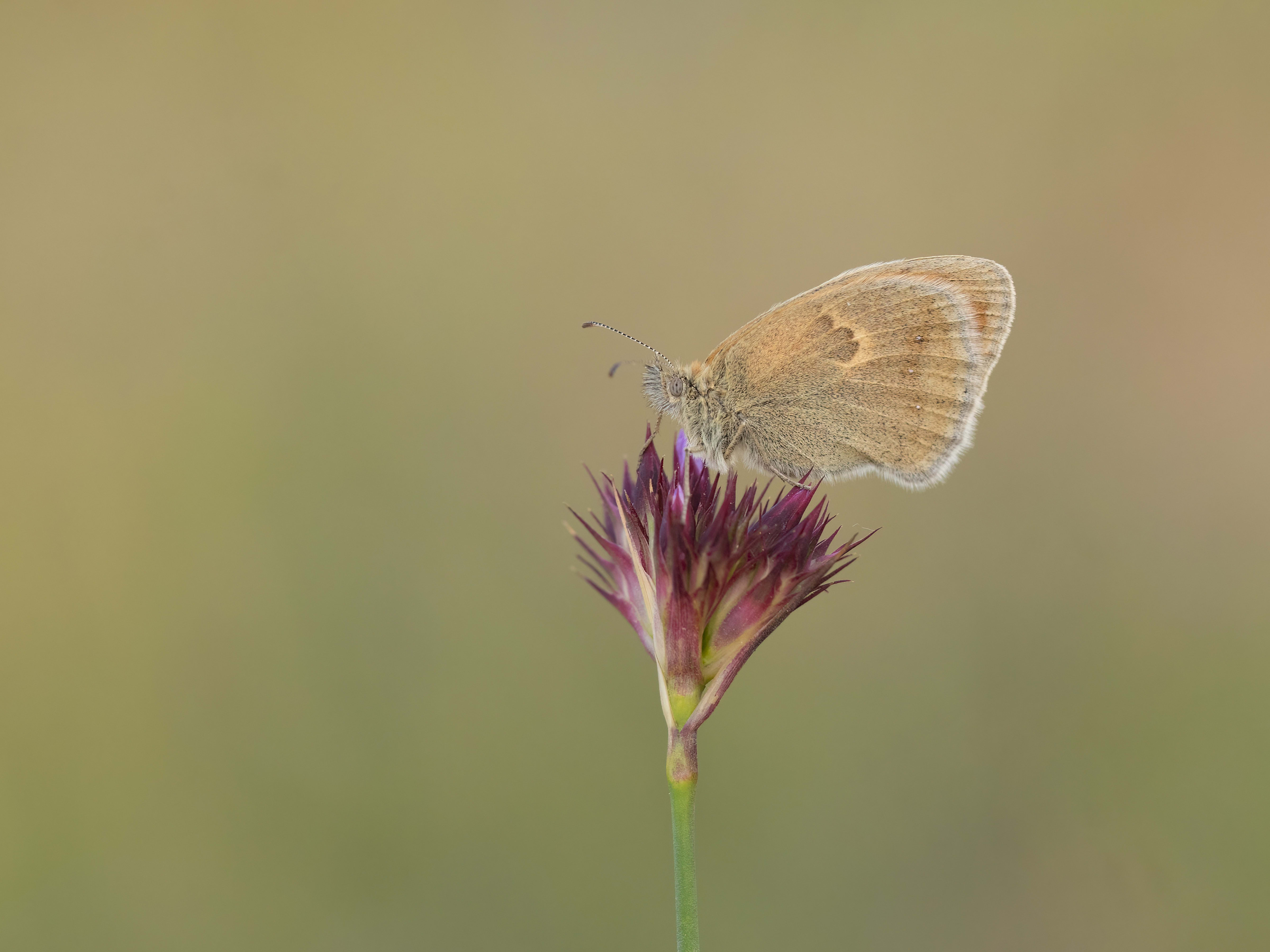 Small Heath