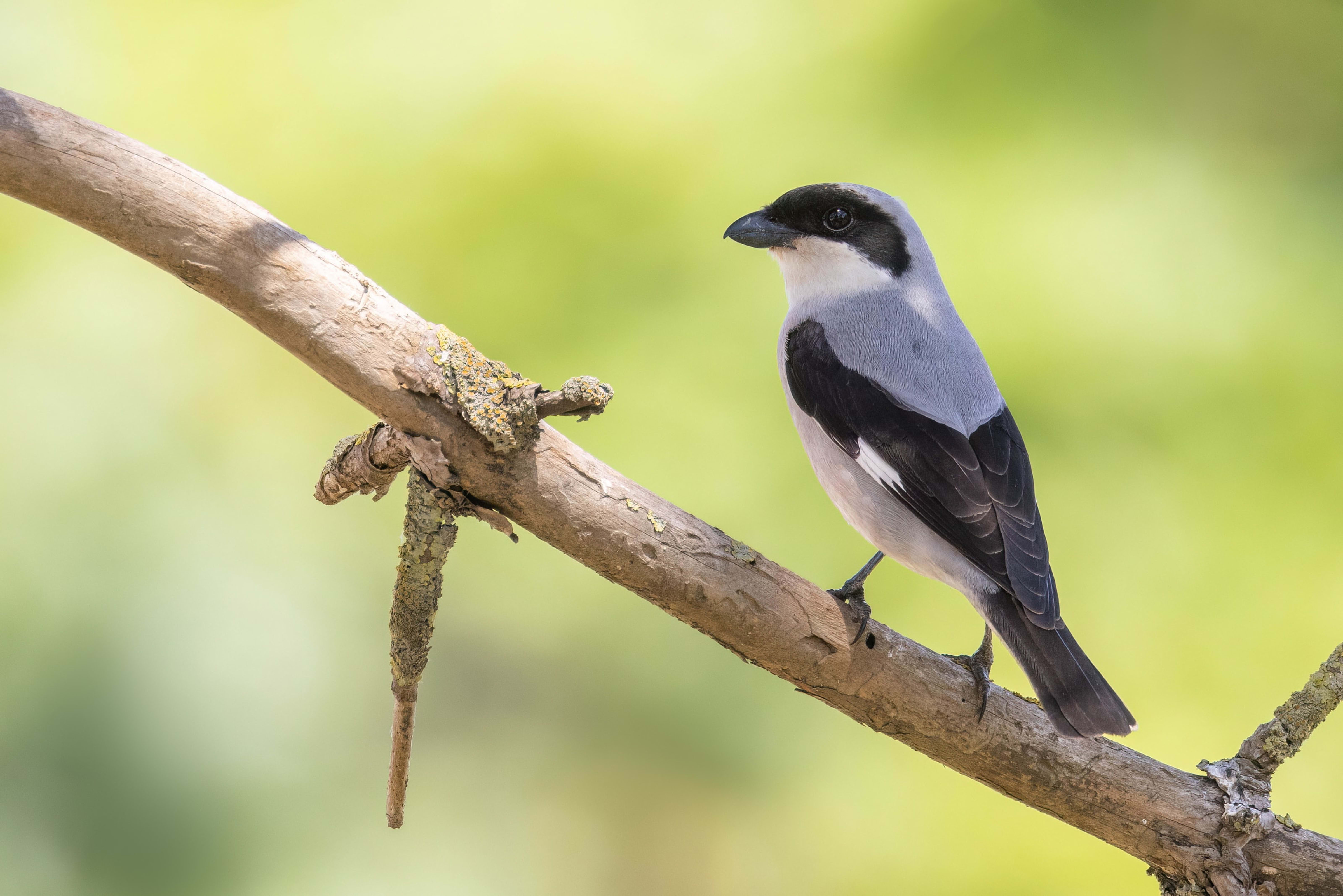 Lesser Grey Shrike in Bulgaria