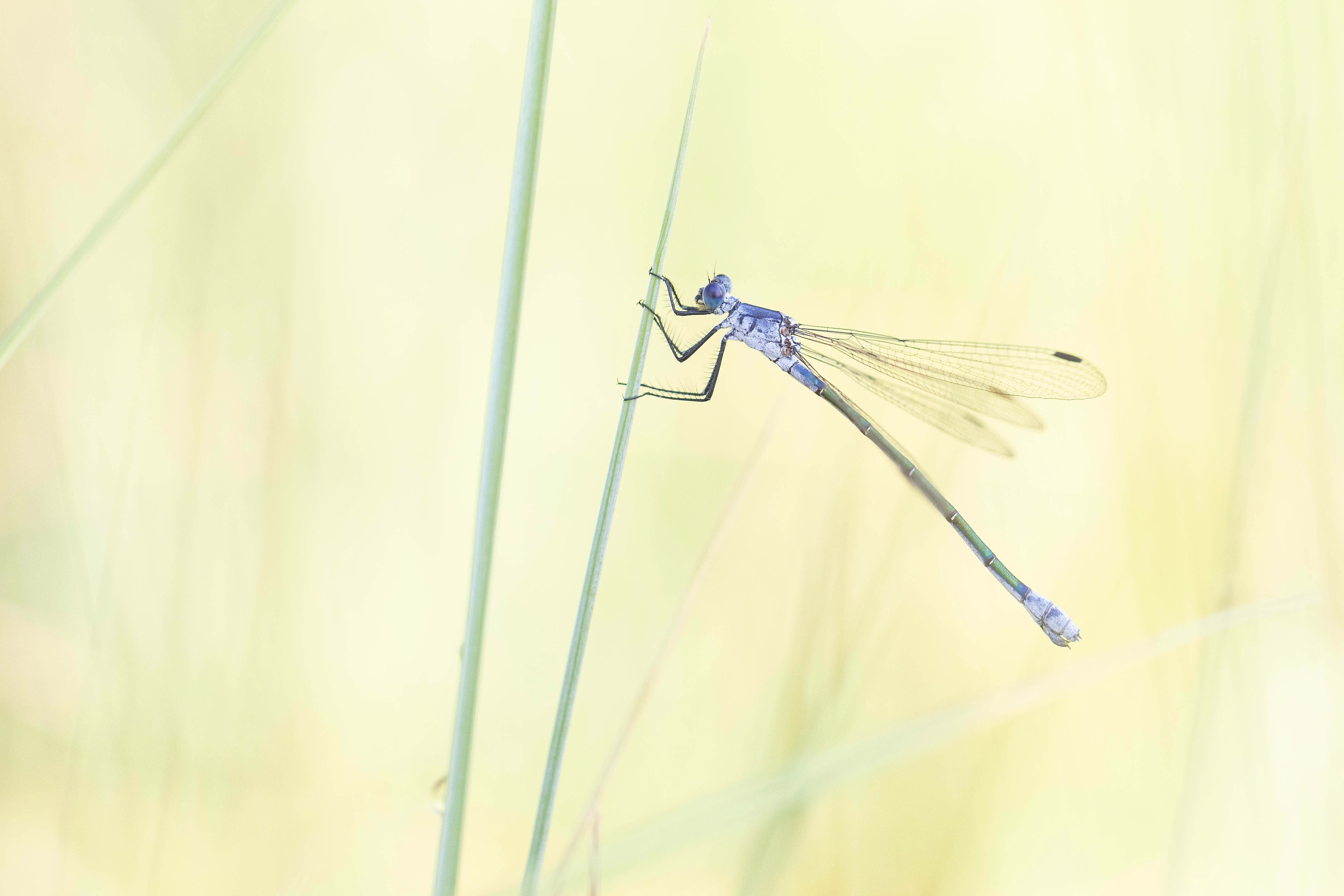 Dark Spreadwing