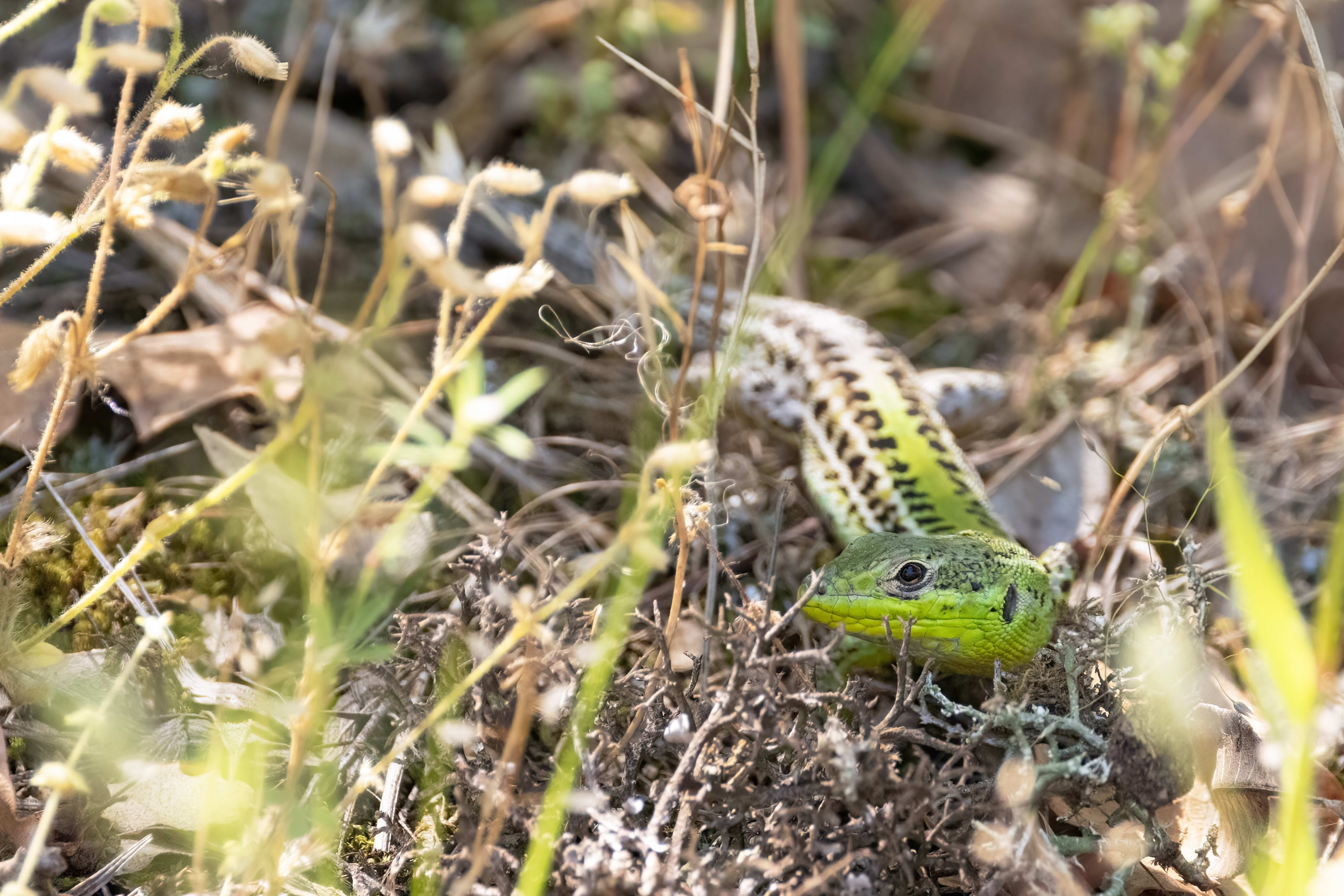 Balkan Wall Lizard