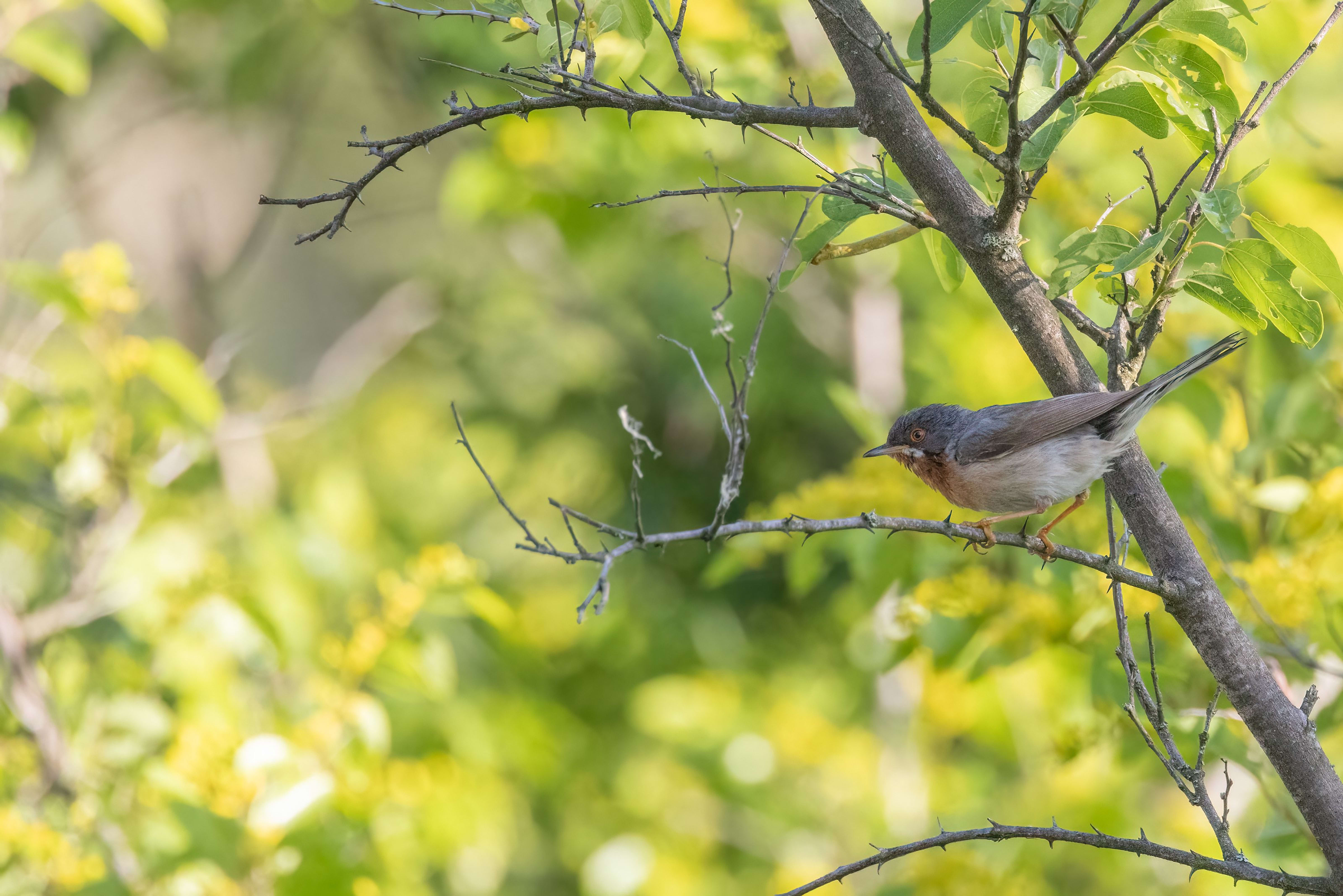 Eastern Subalpine Warbler