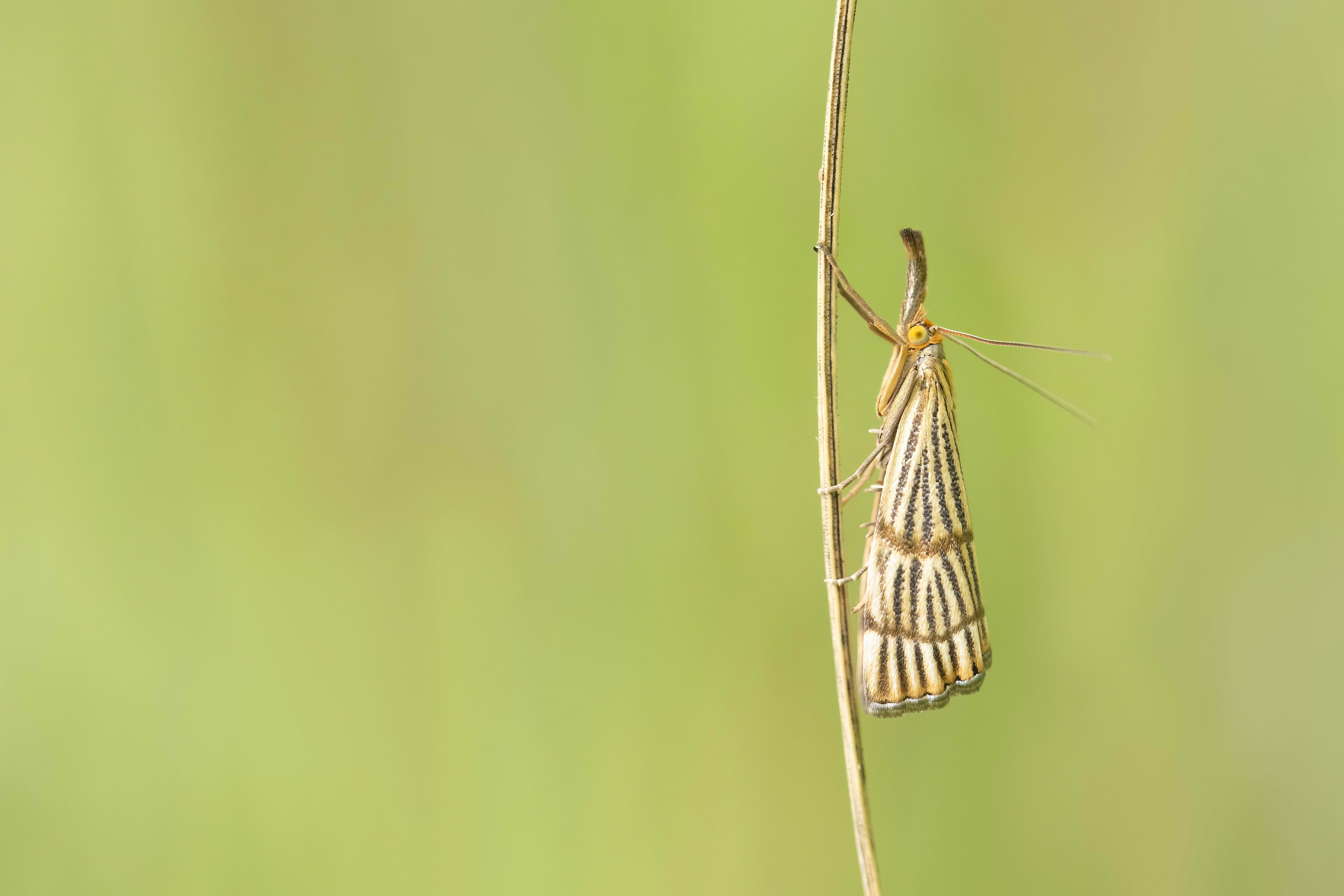 Chrysocrambus linetella