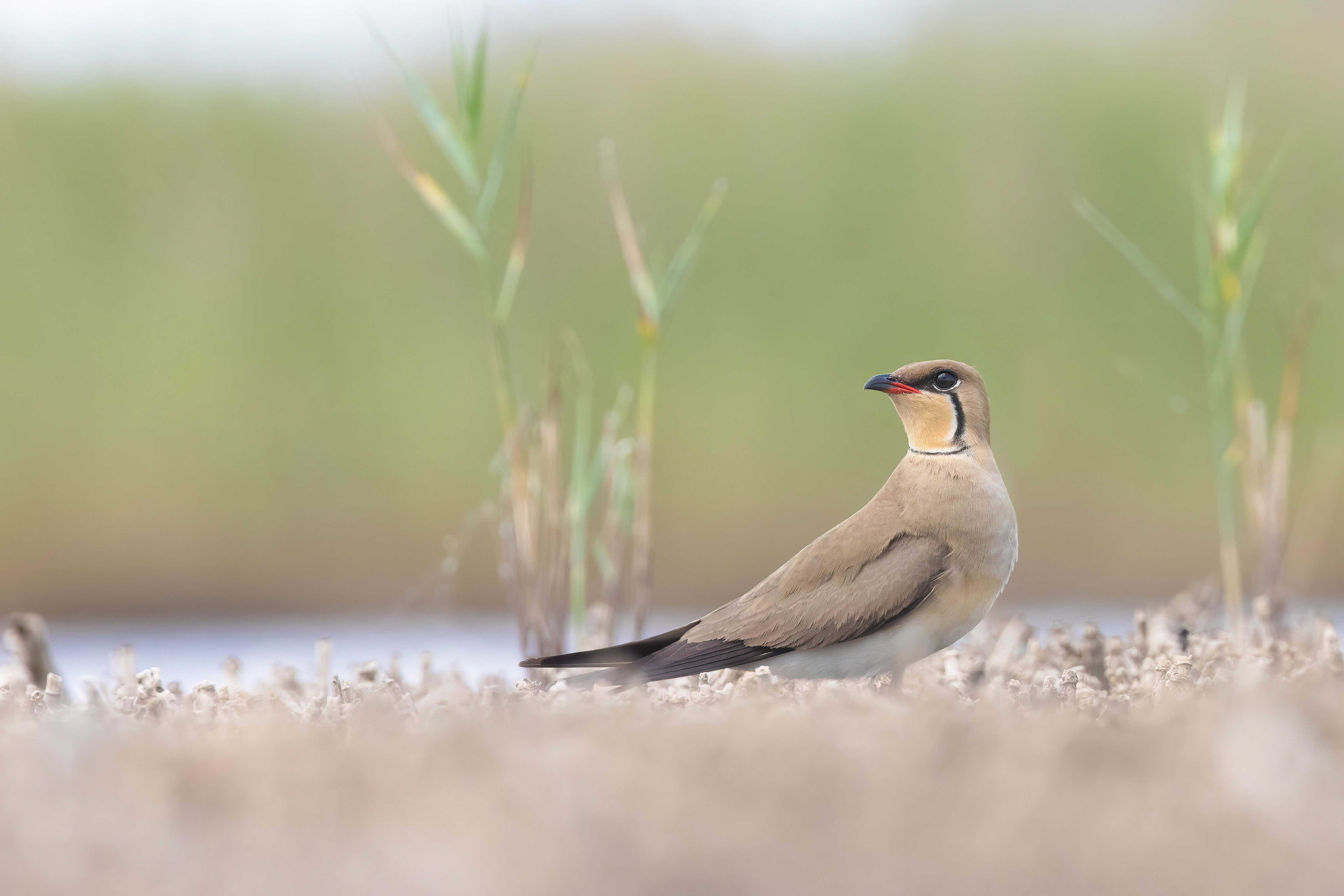 Collared Pratincole in Bulgaria