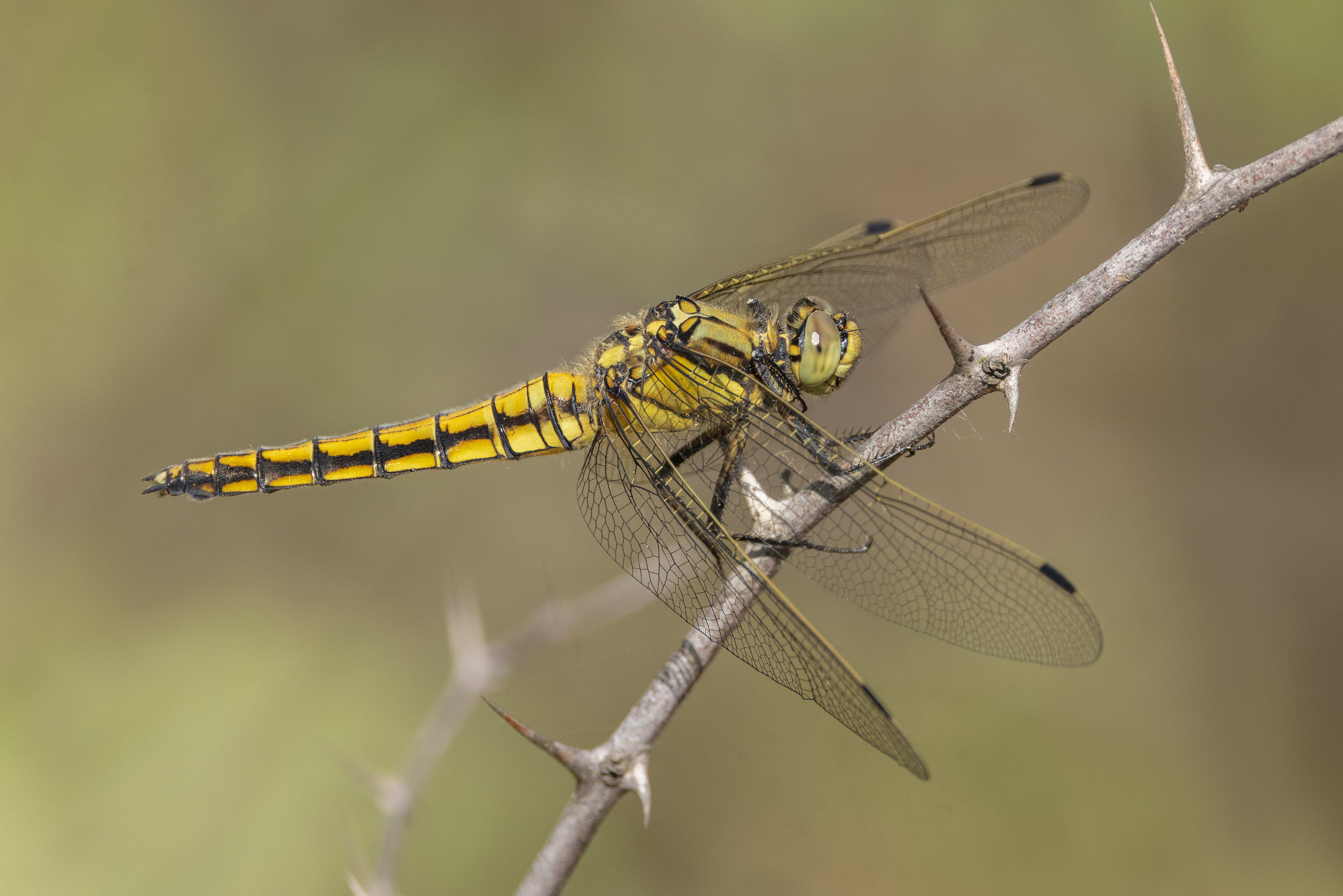 Black-tailed Skimmer