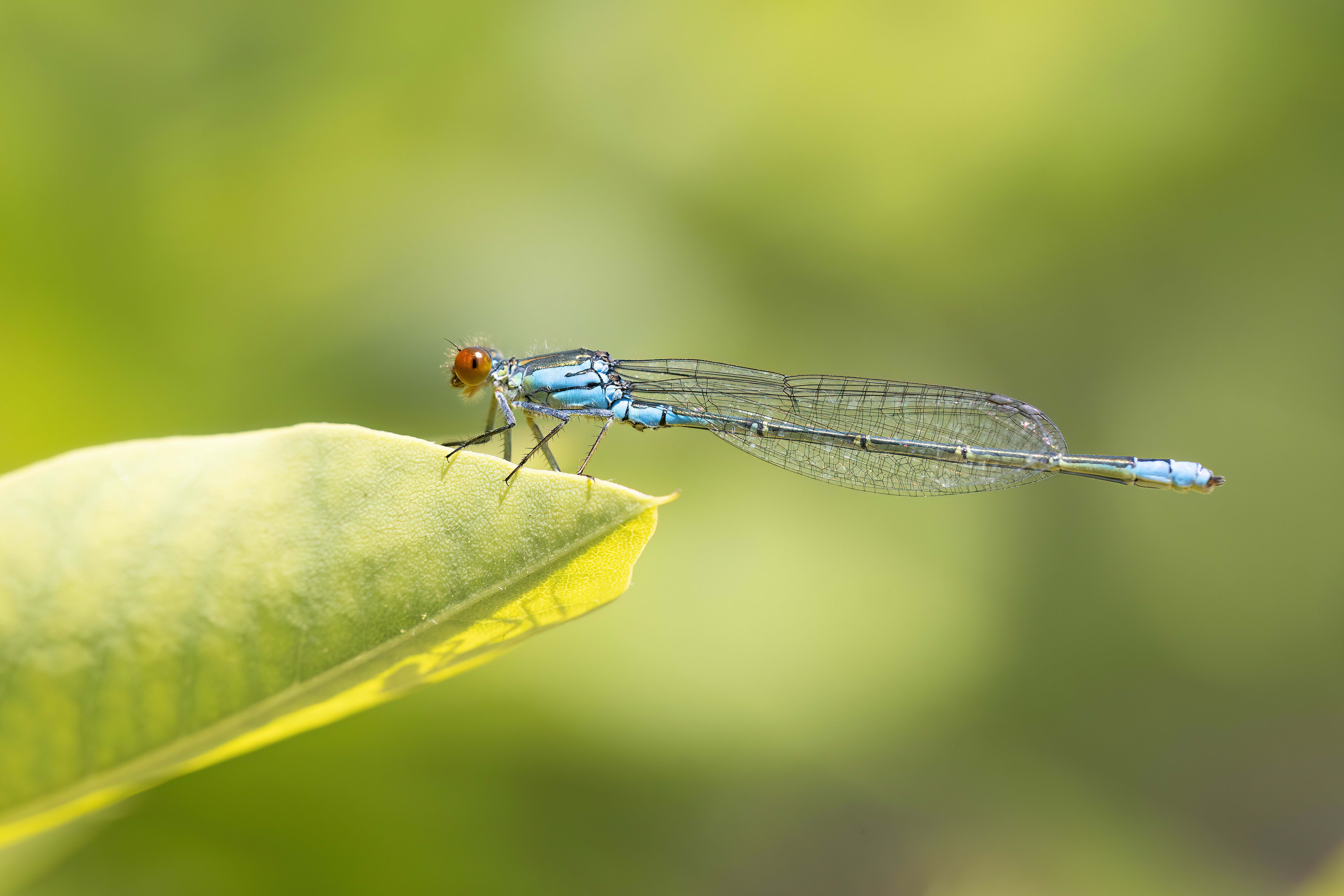 Small Red-eye