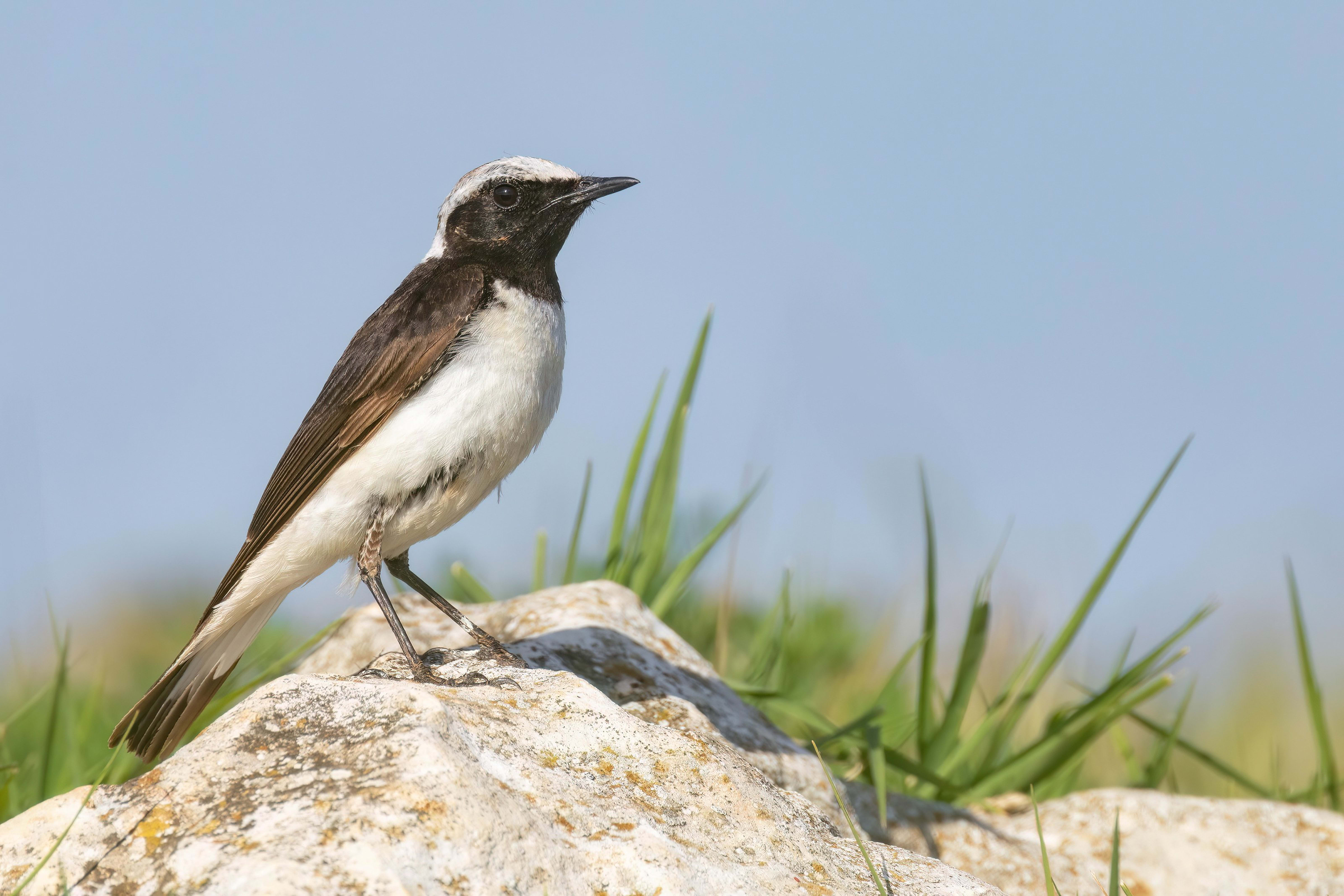 Pied Wheatear