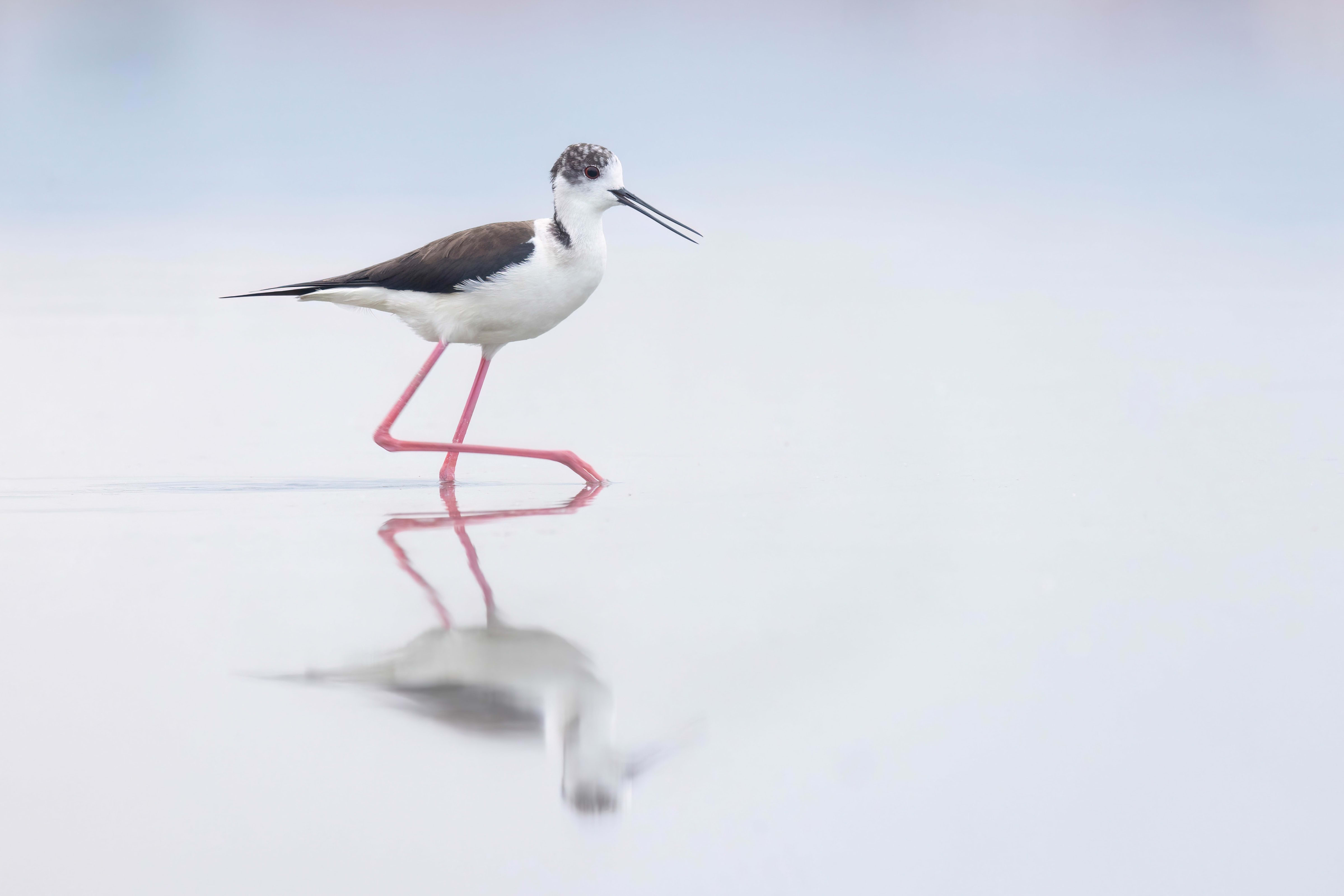 Black-winged Stilt