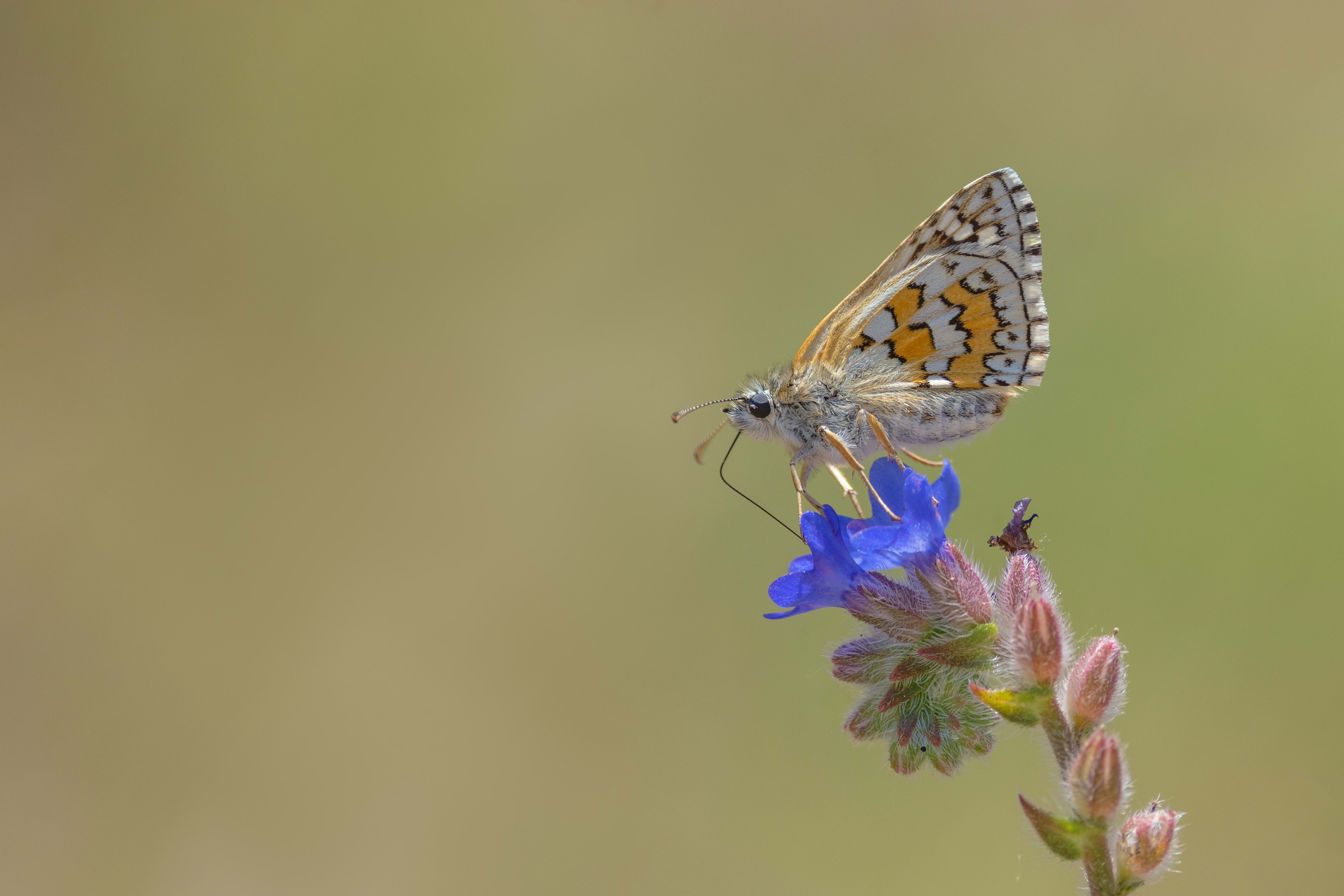 Yellow-banded Skipper