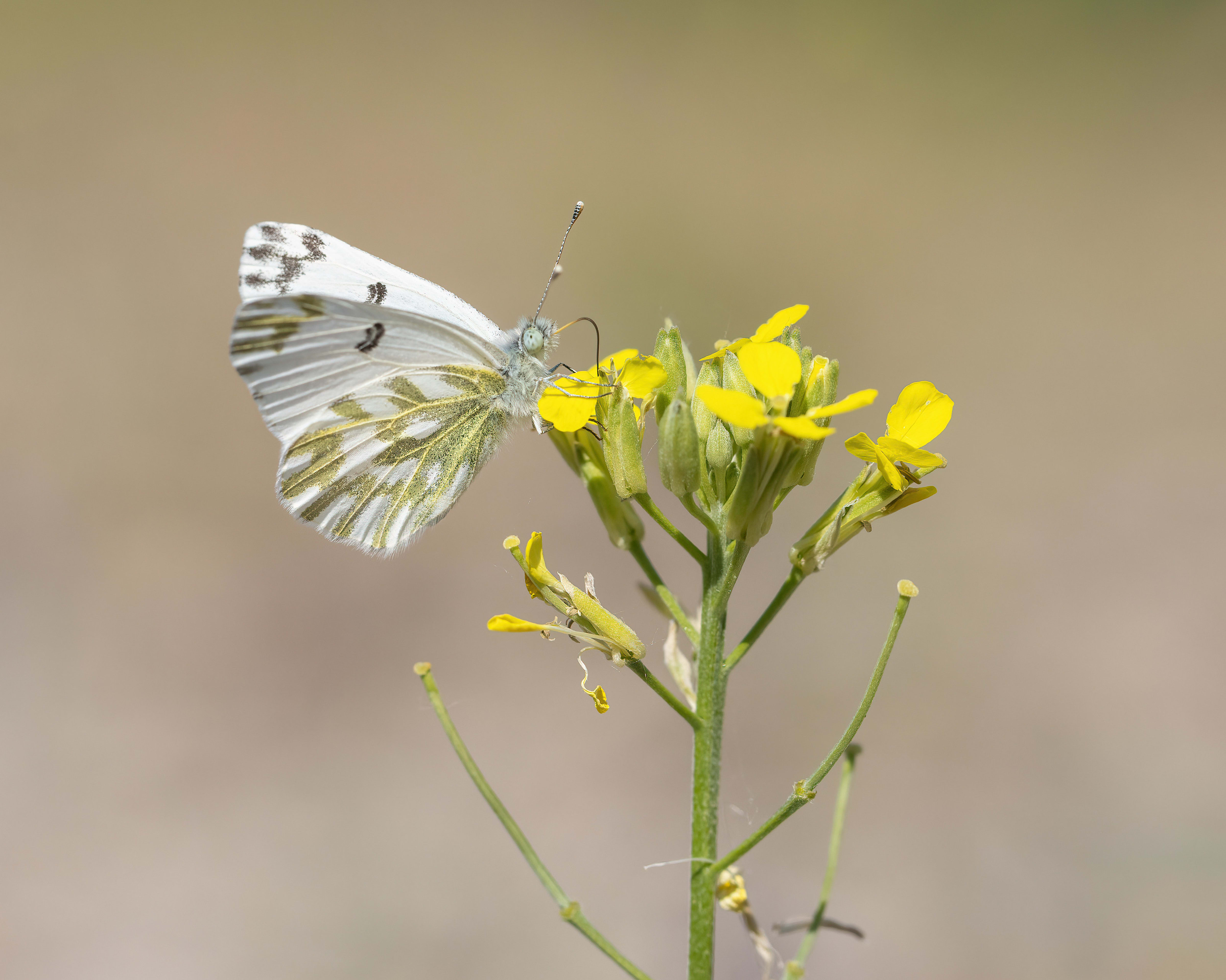 Small Bath White (Pontia chloridice)