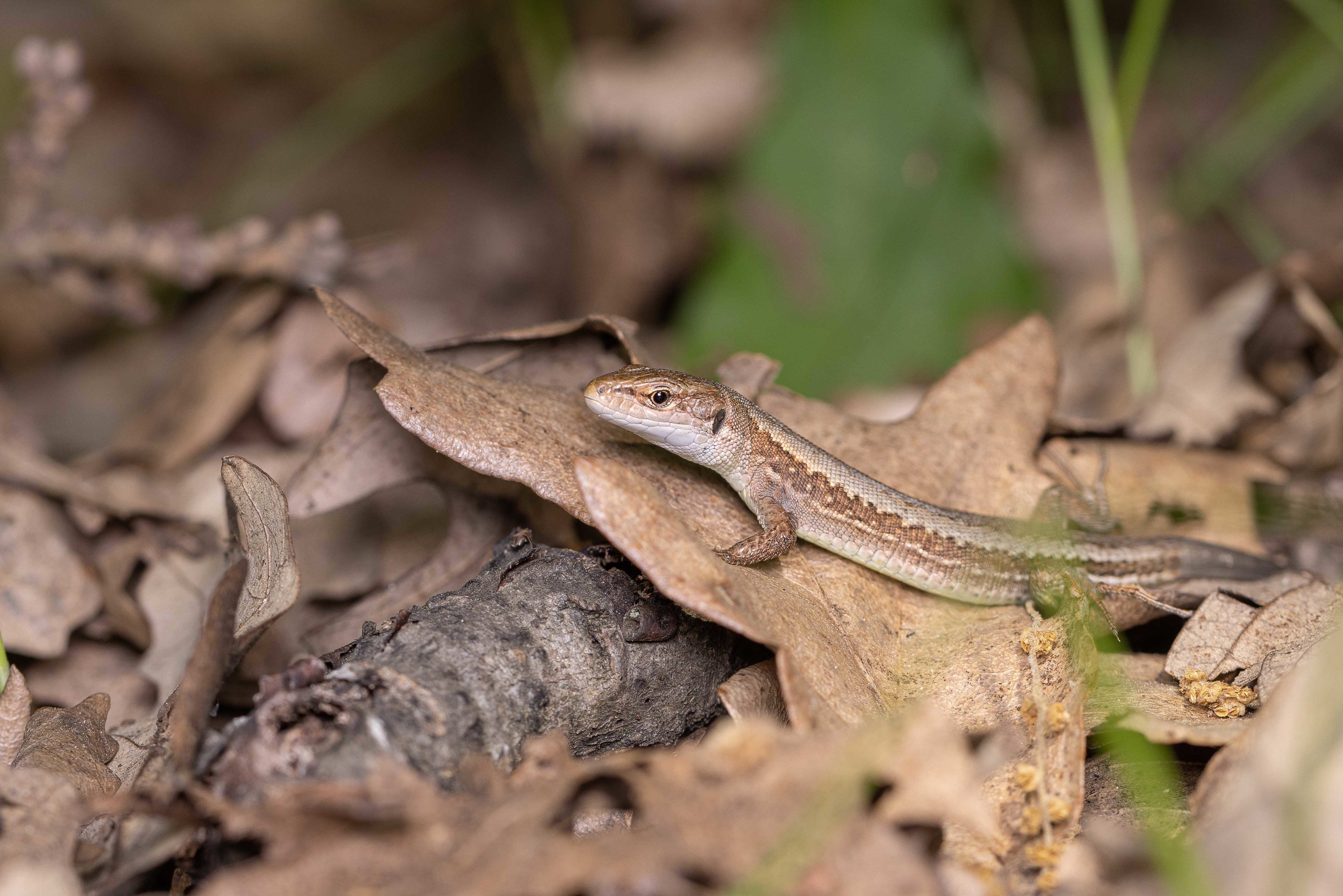 Meadow Lizard