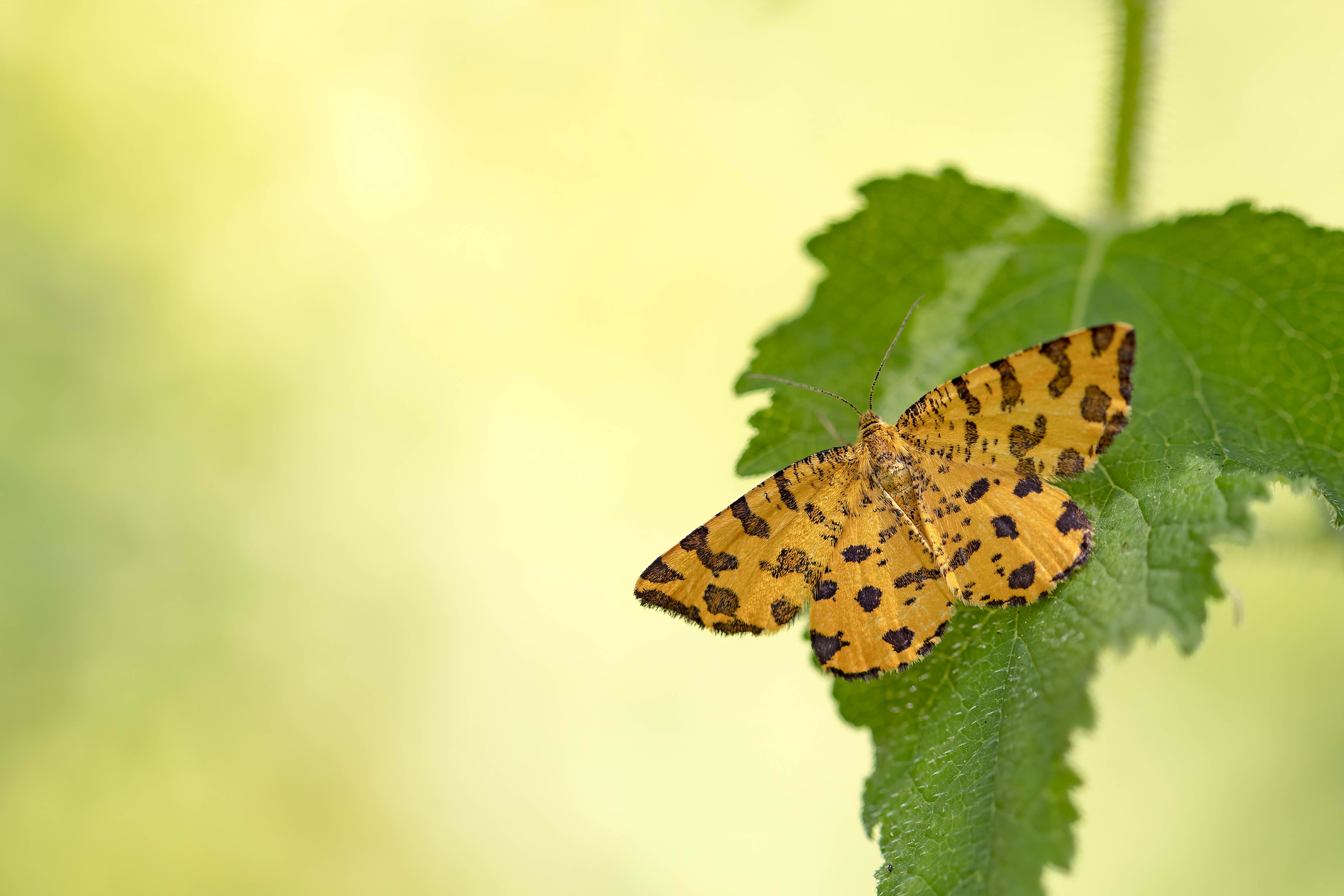 Speckled Yellow moth