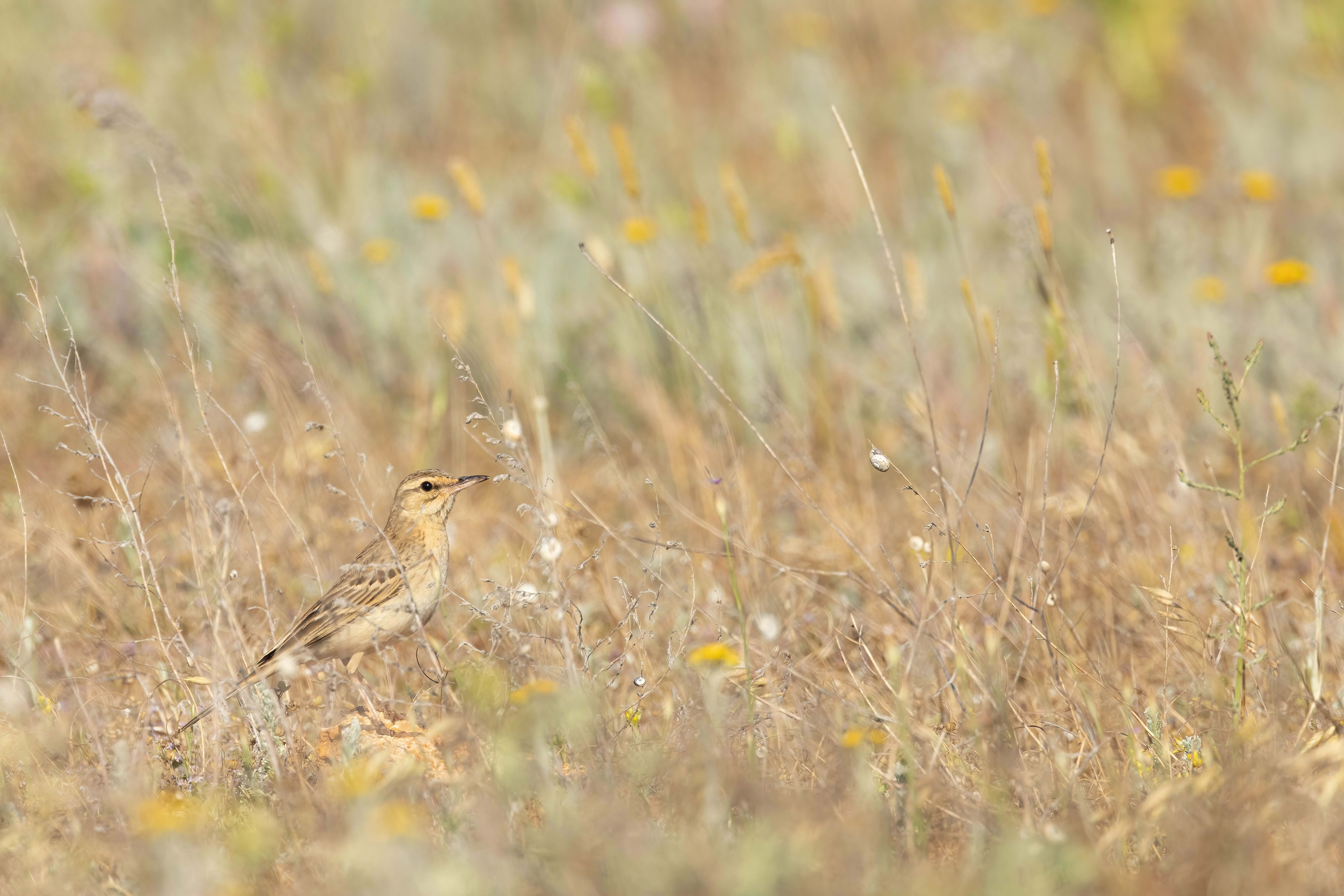 Tawny Pipit