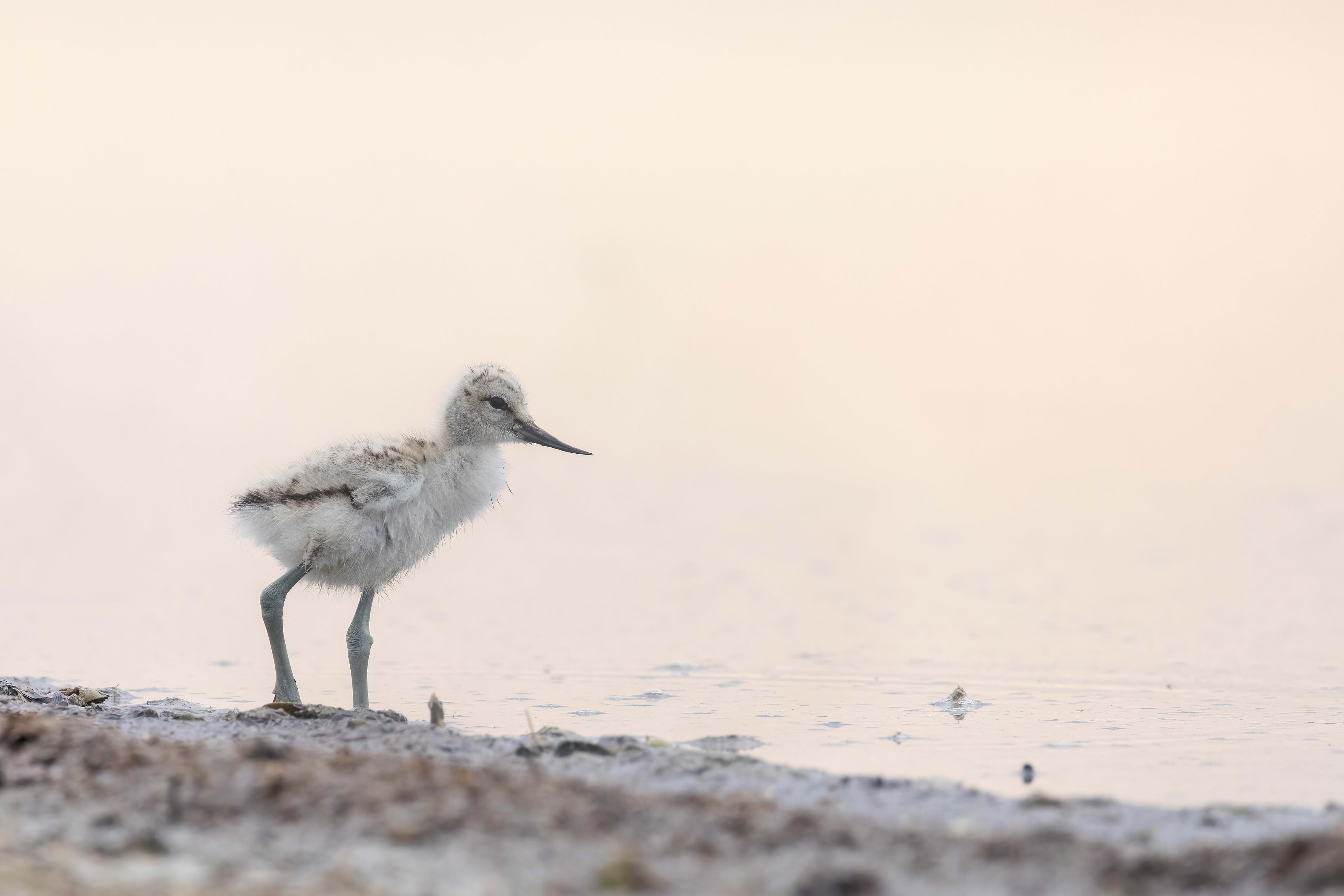 Avocet