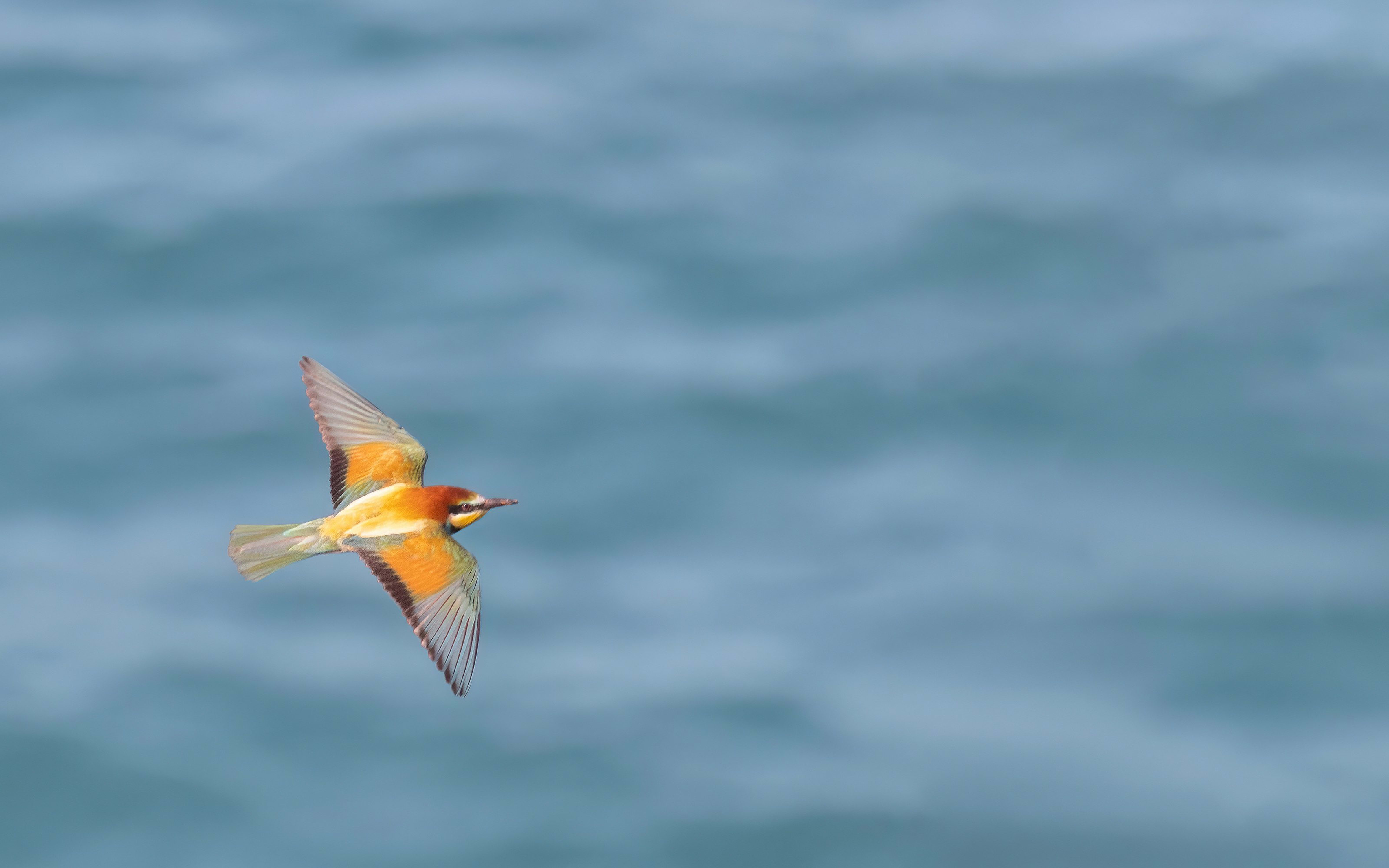 Bee-eater