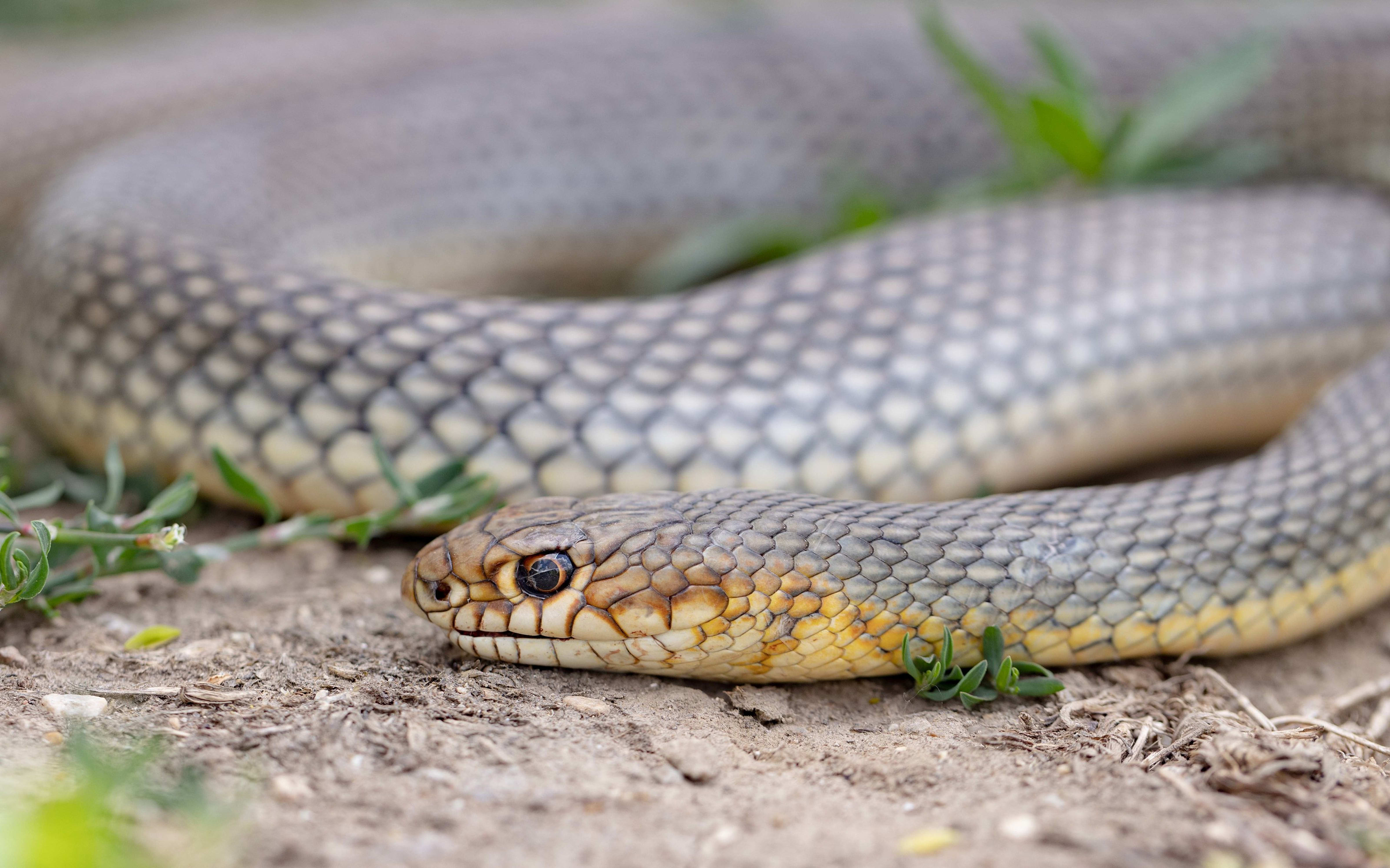 Caspian Whip-snake