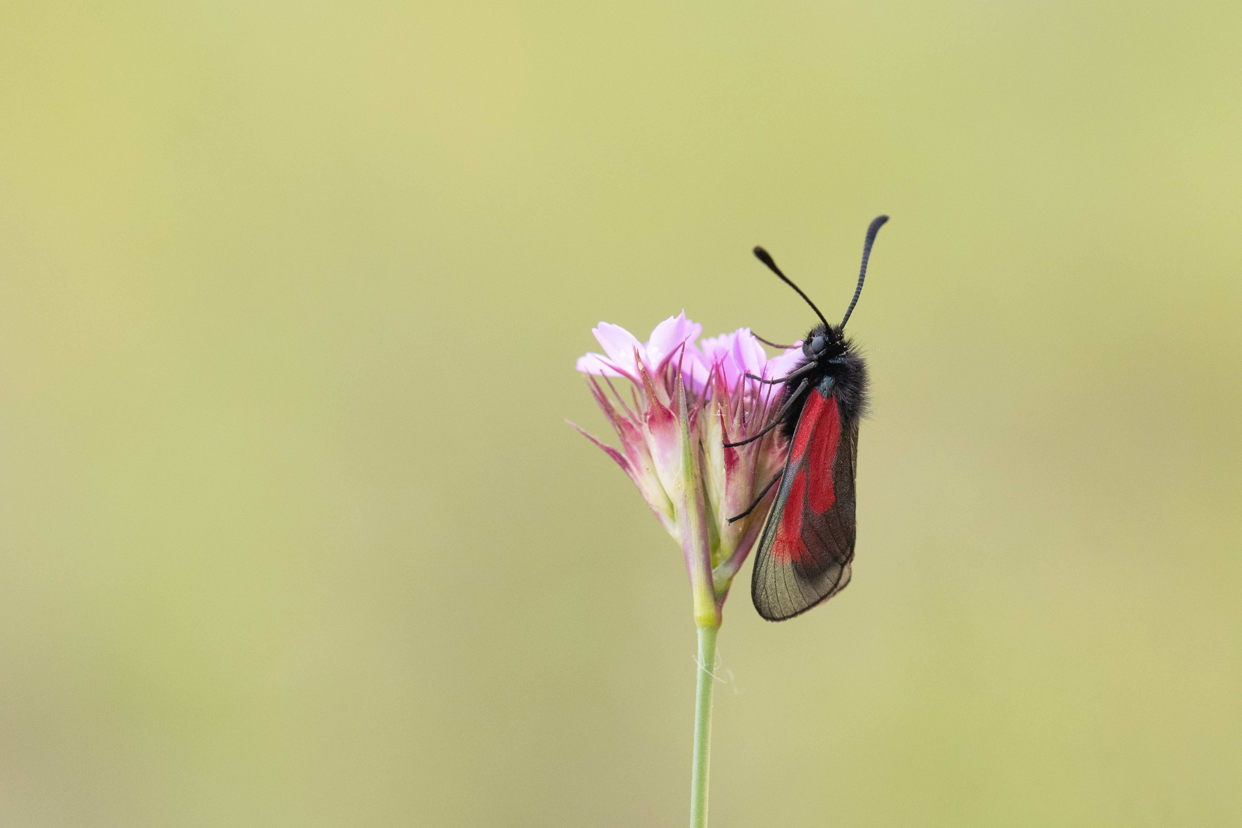 Transparent Bunting (Zygaena purpuralis)