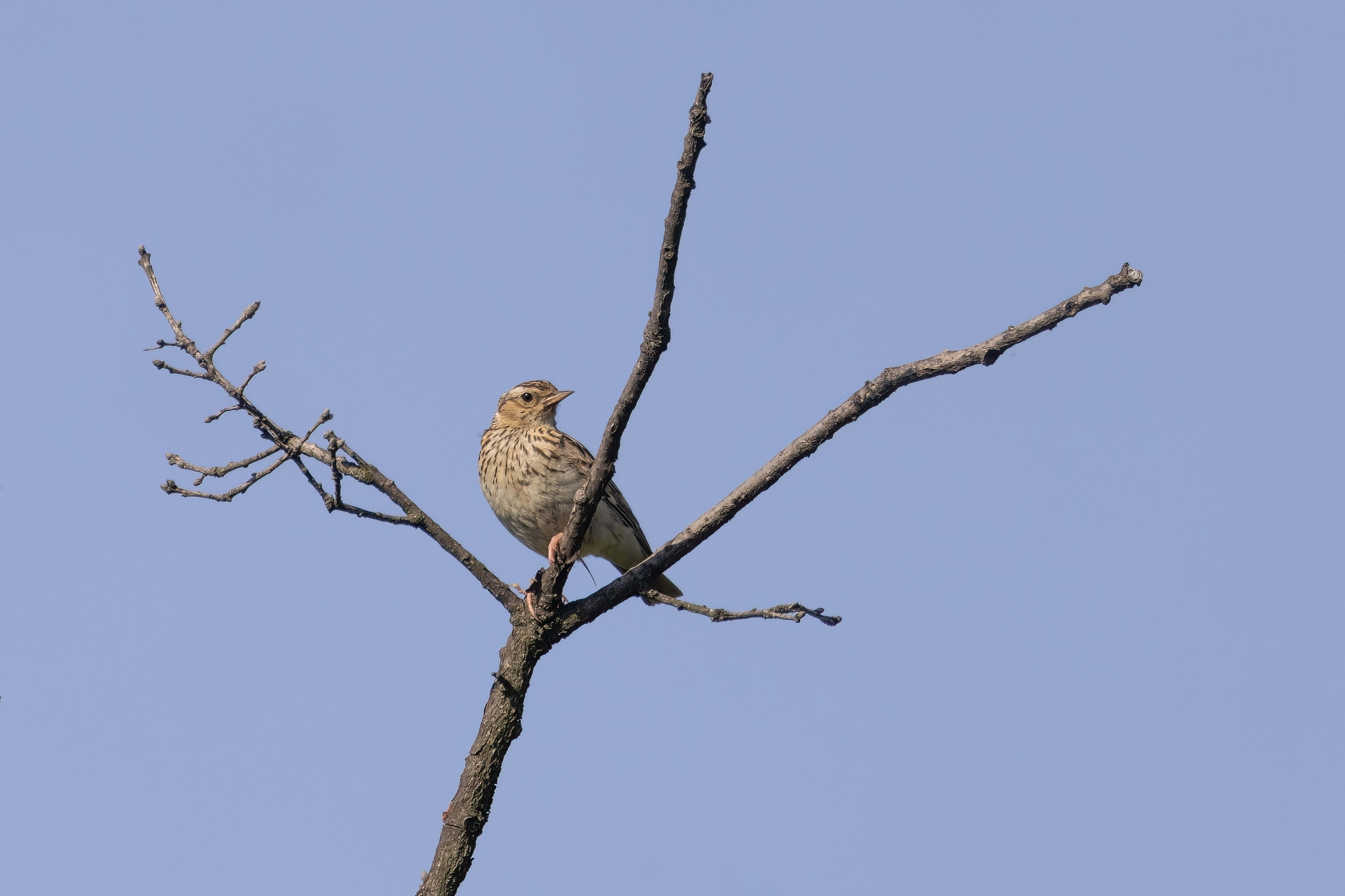 Woodlark