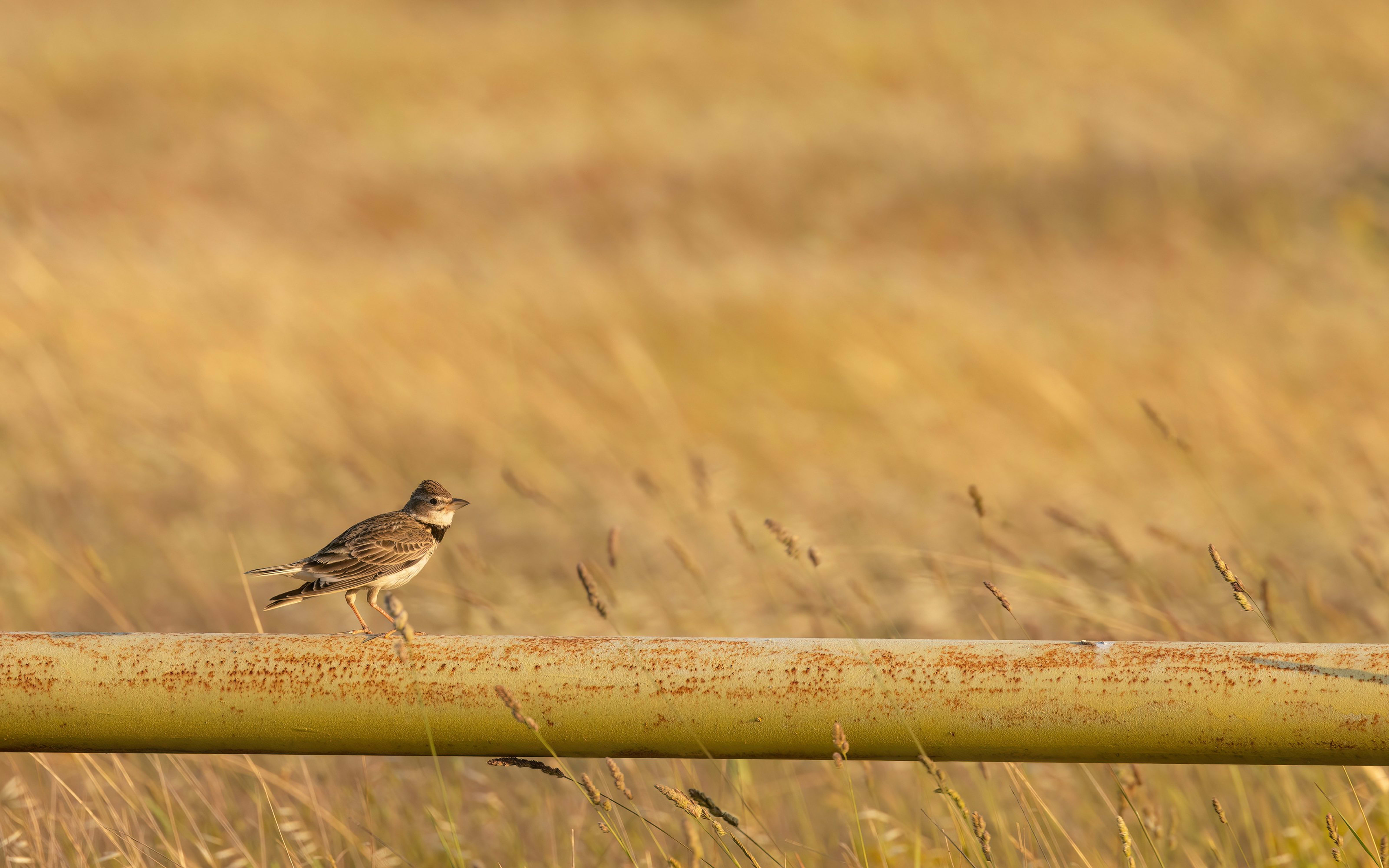 Calandra Lark