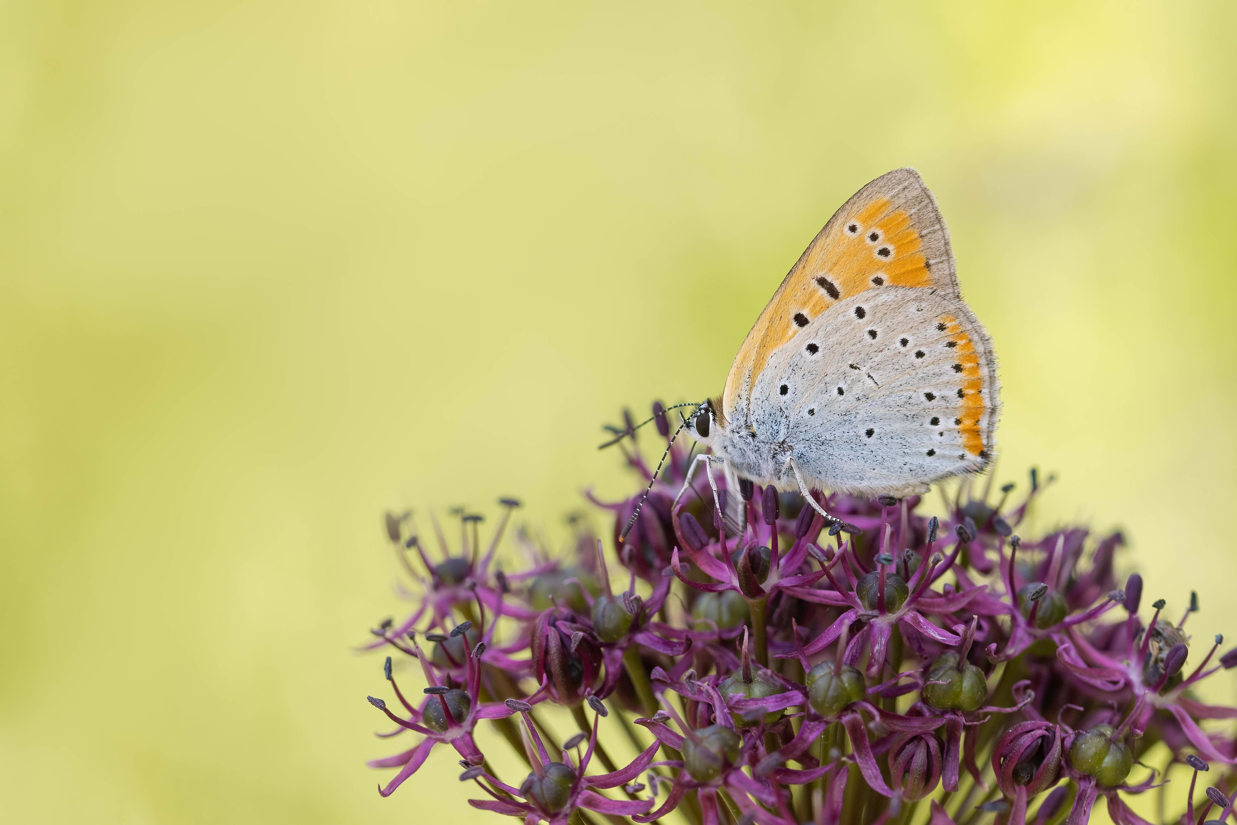 Large Copper (Lycaena dispar) in Bulgaria