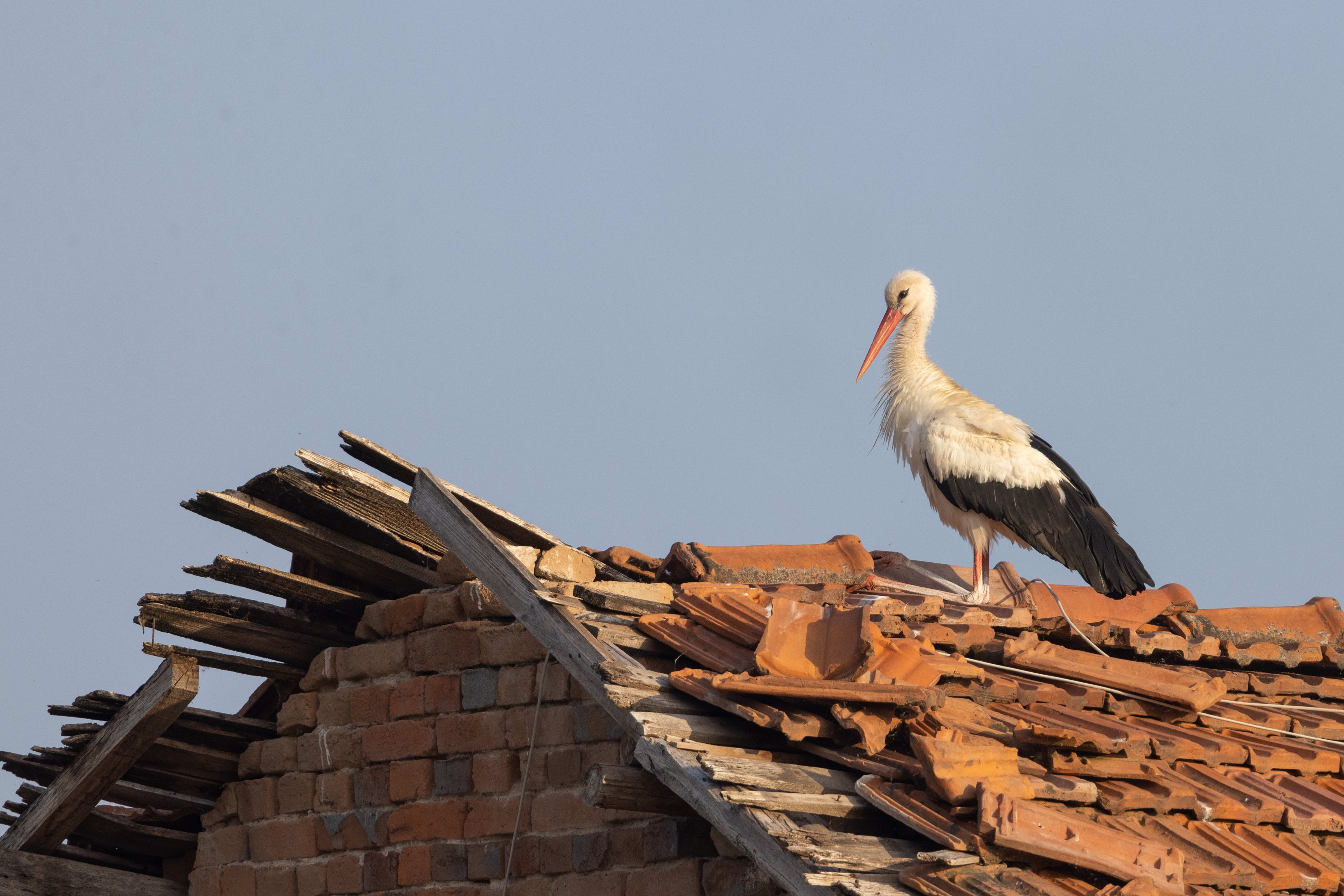 White Stork