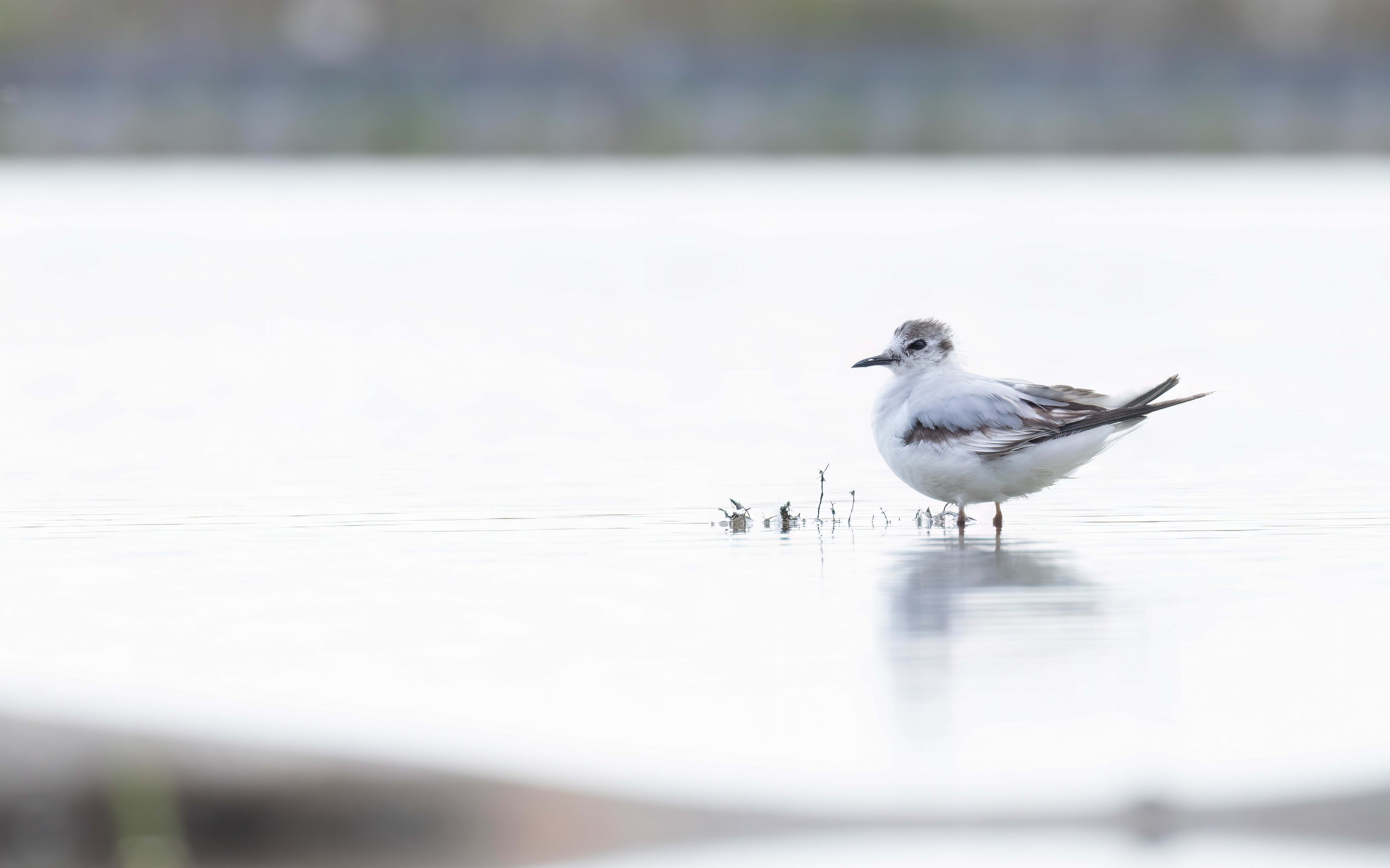 Little Gull