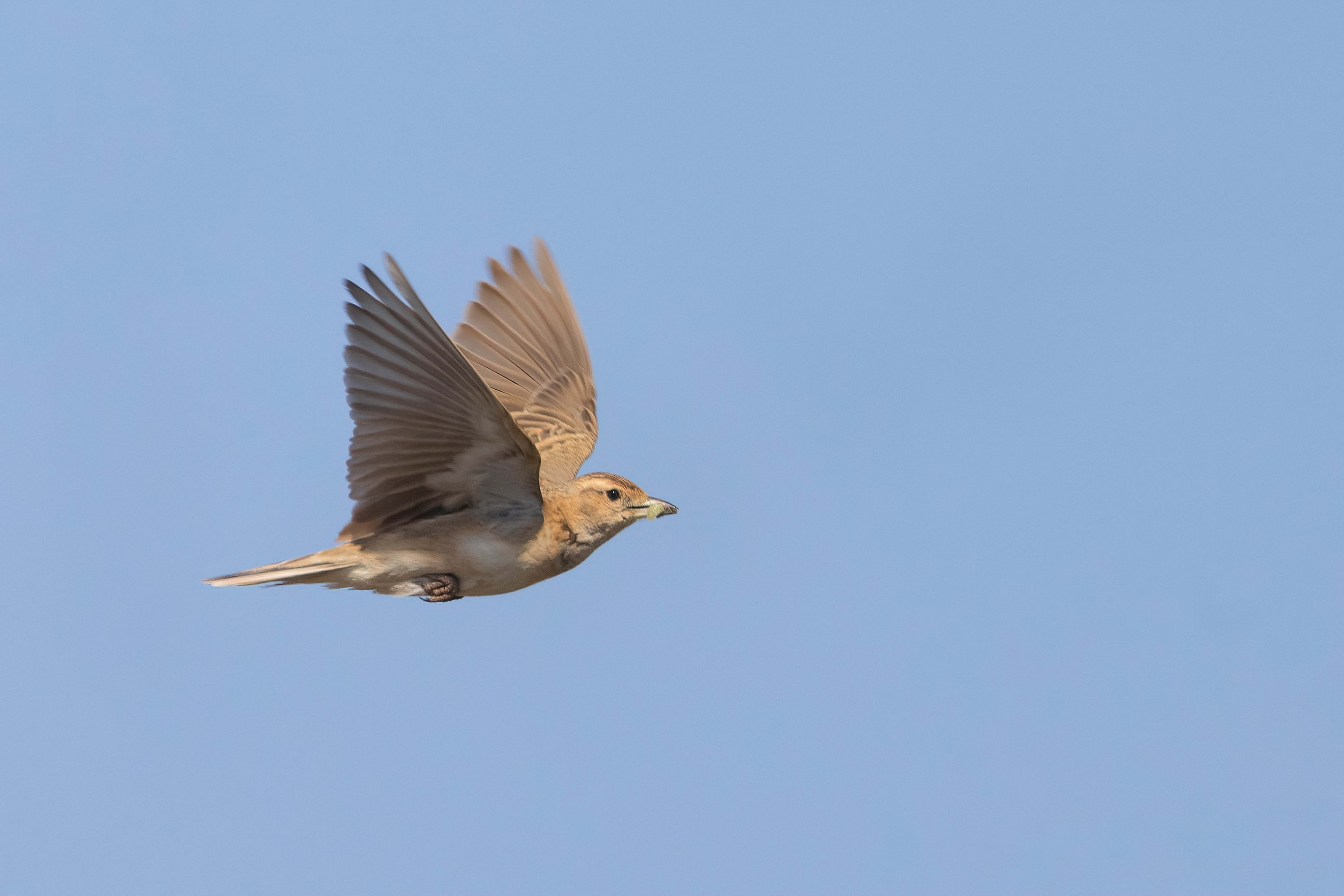 Short-toed Lark