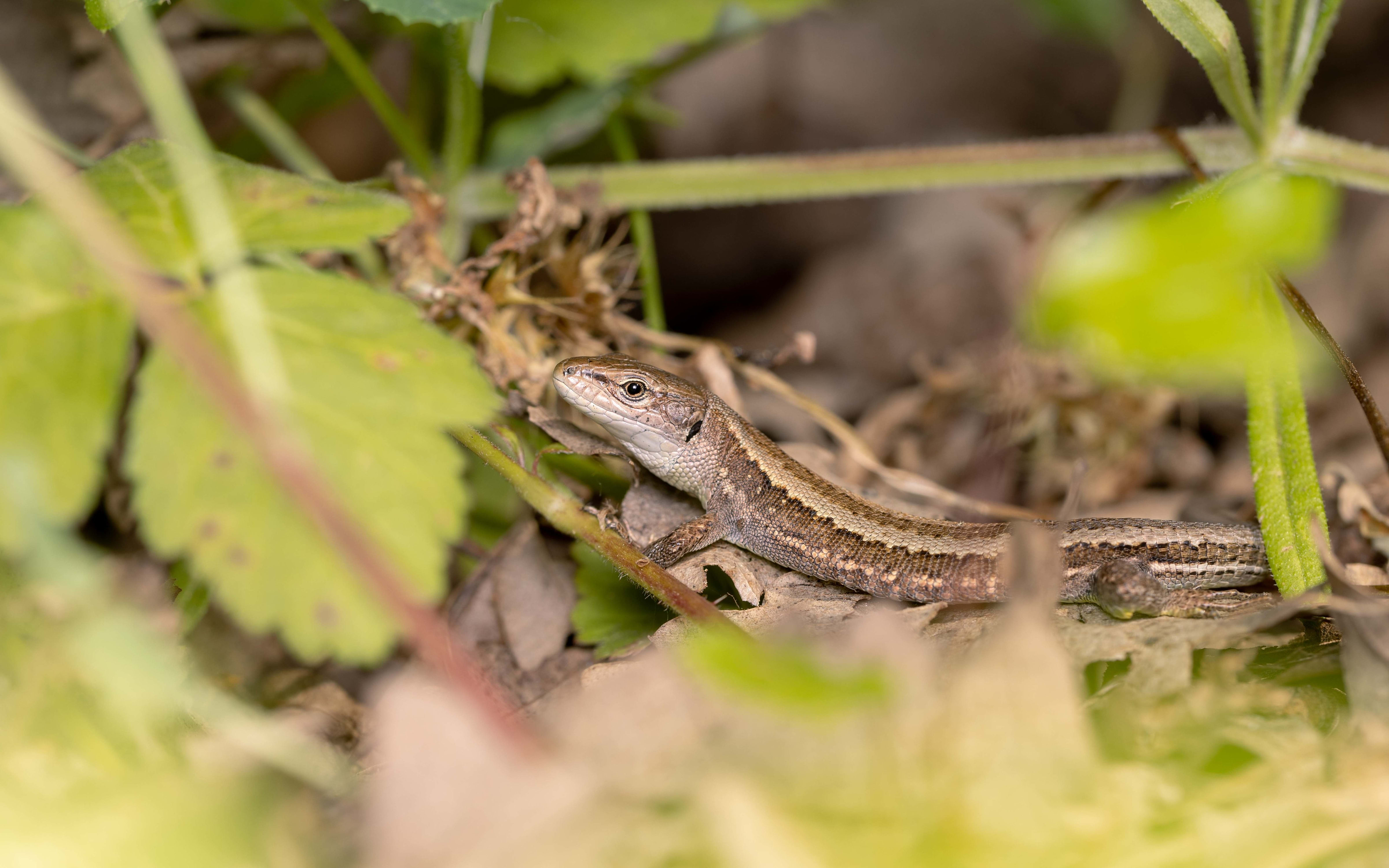 Meadow Lizard