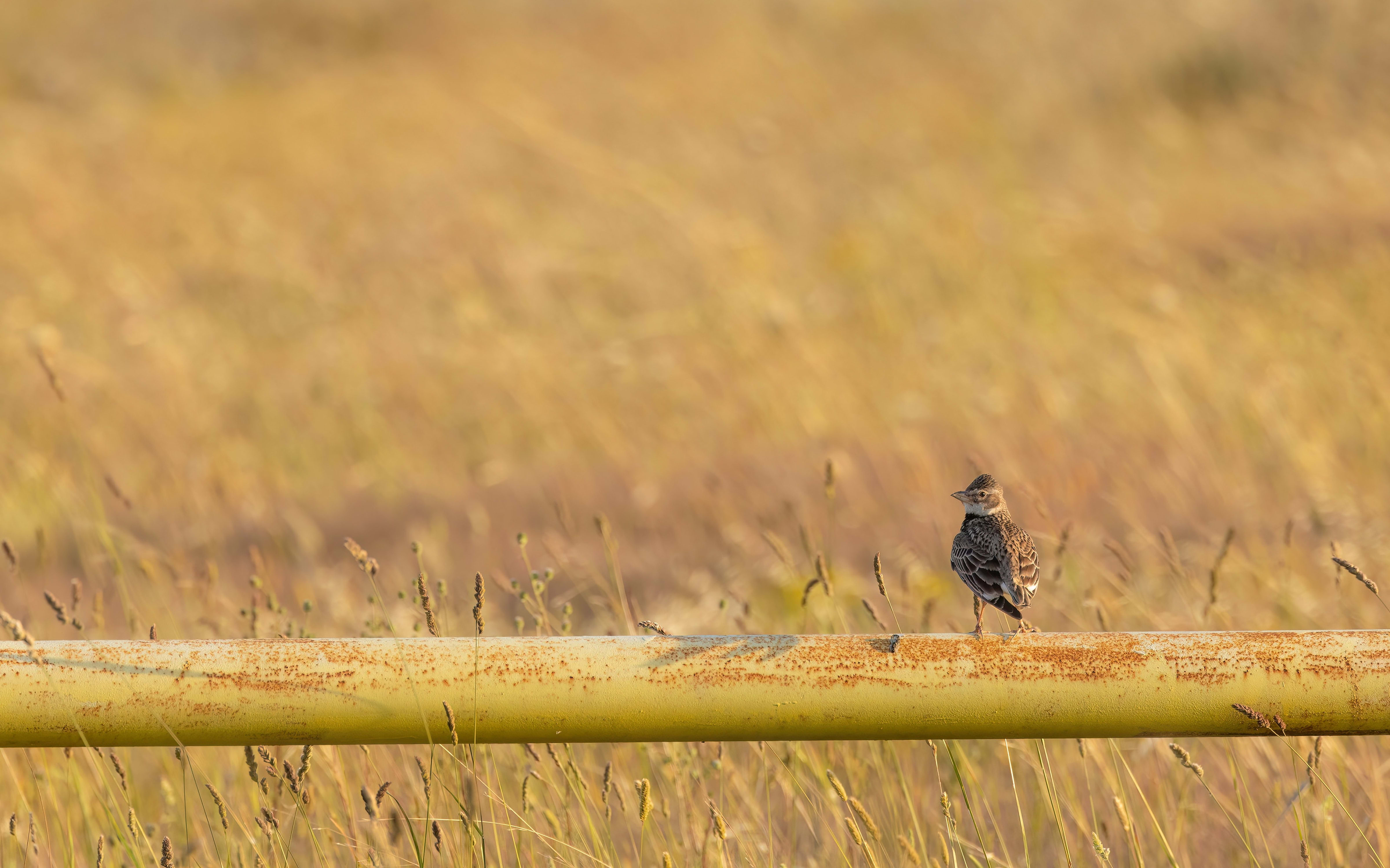 Calandra Lark