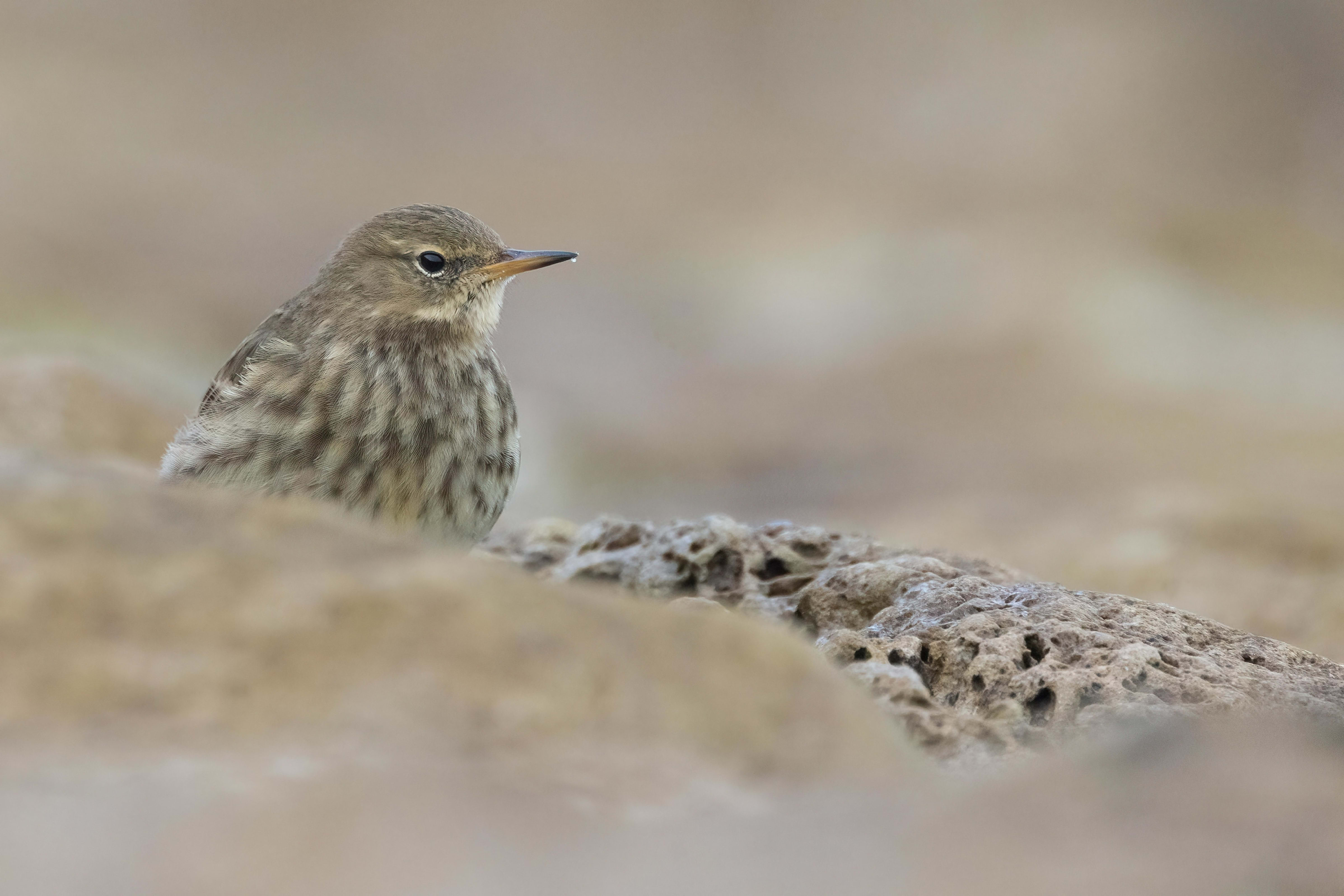 Rock Pipit at Reculver Towers (Kent)