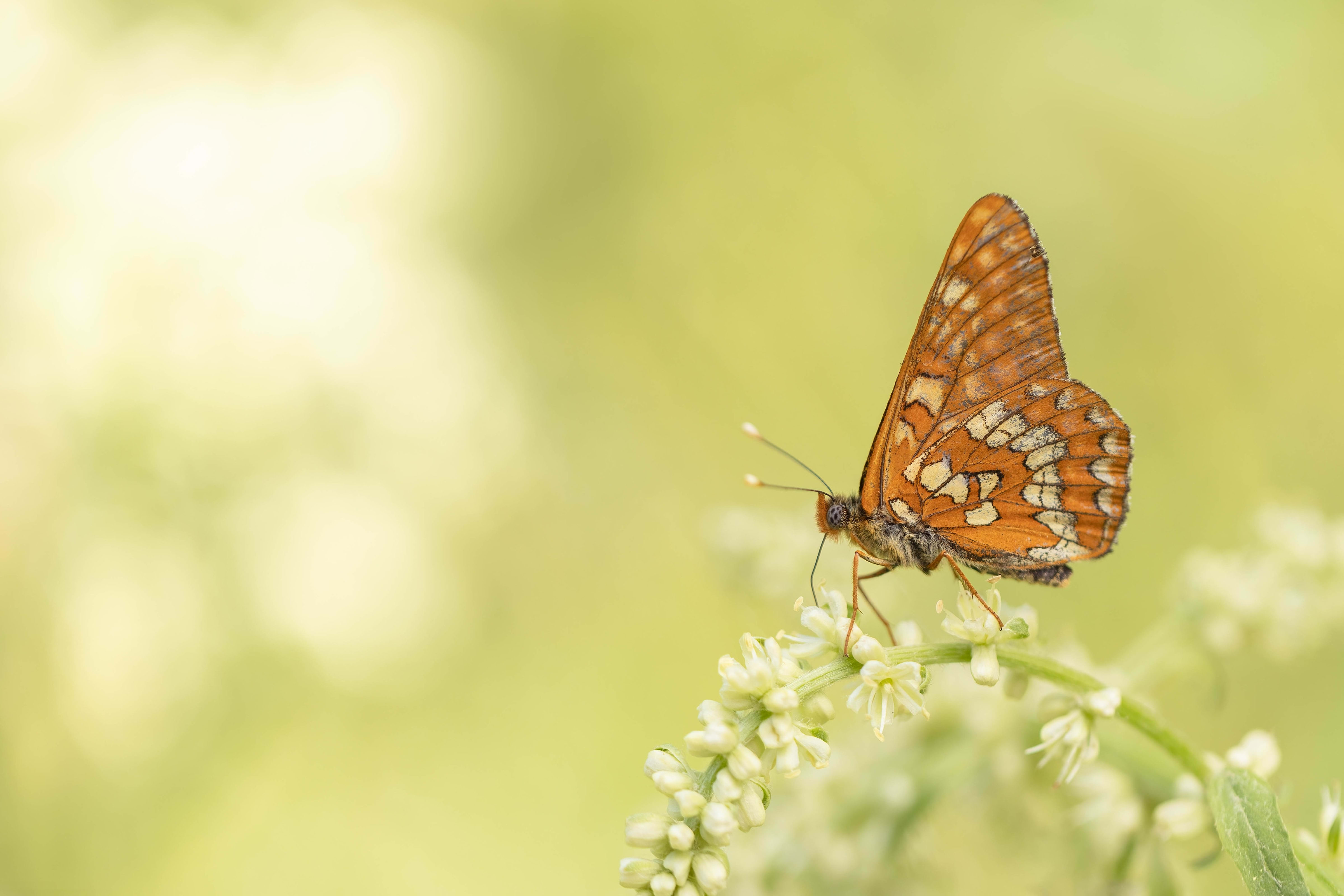 Scarce Fritillary (Euphydryas maturna) in Bulgaria