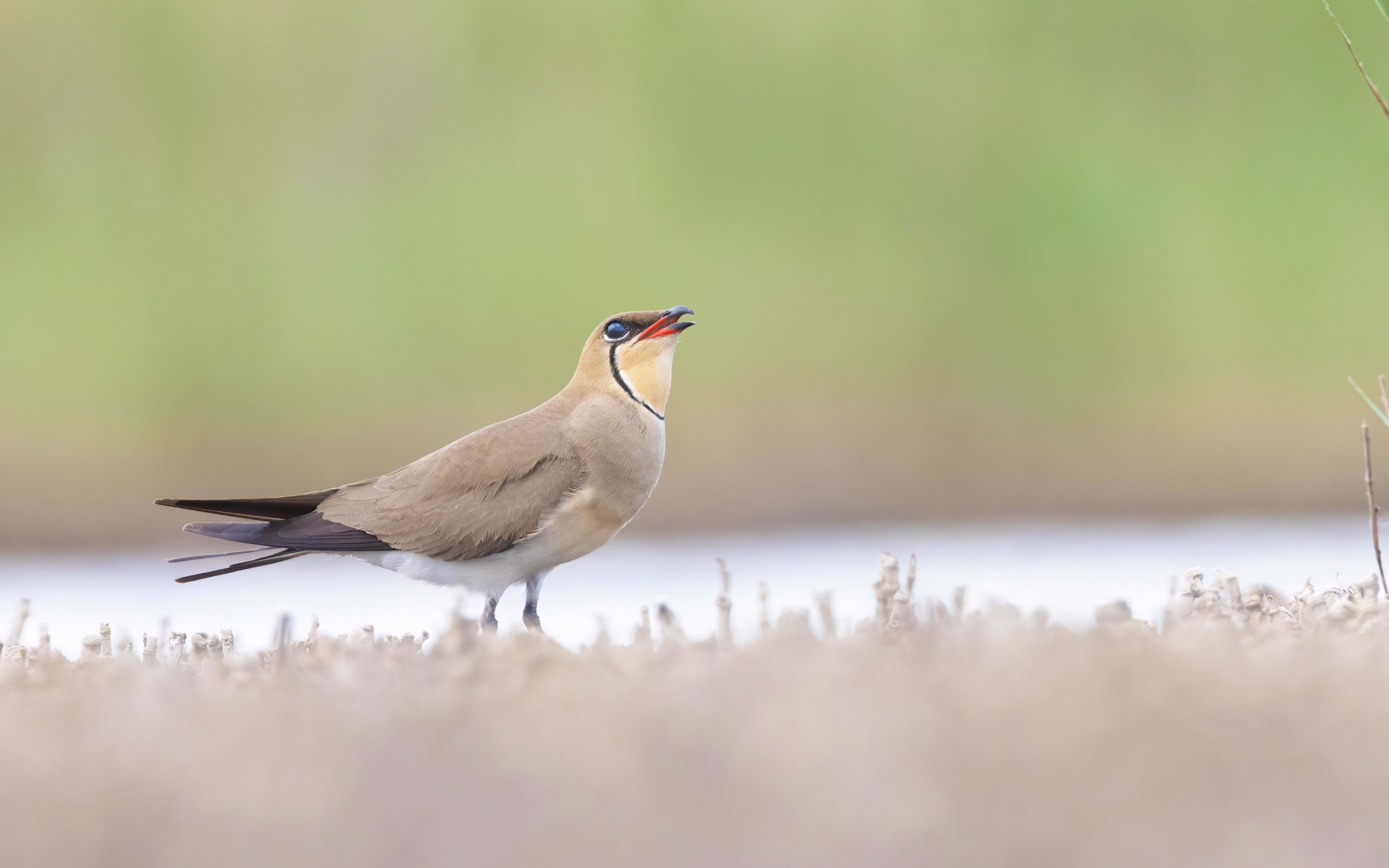 Collared Pratincole in Bulgaria