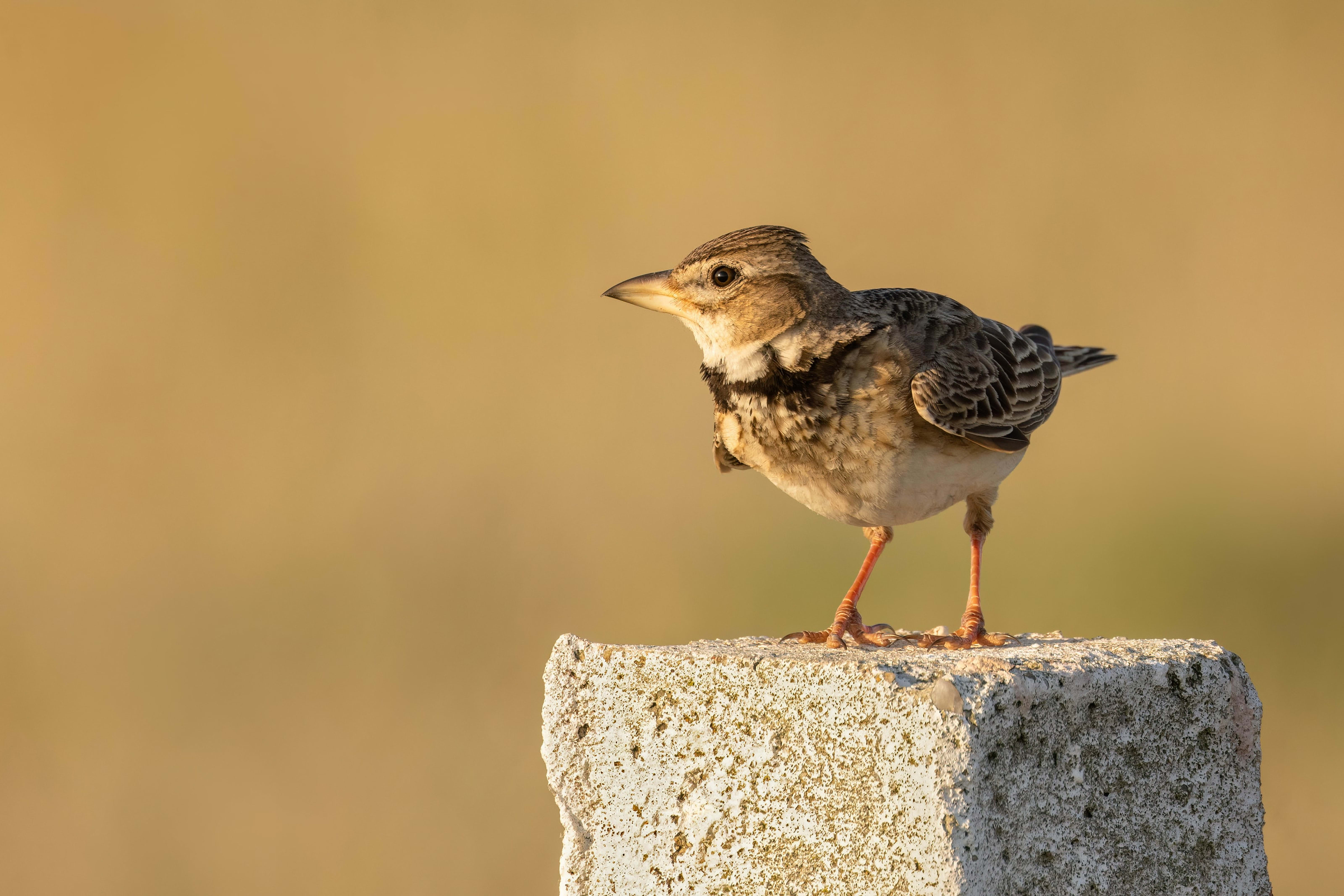 Calandra Lark