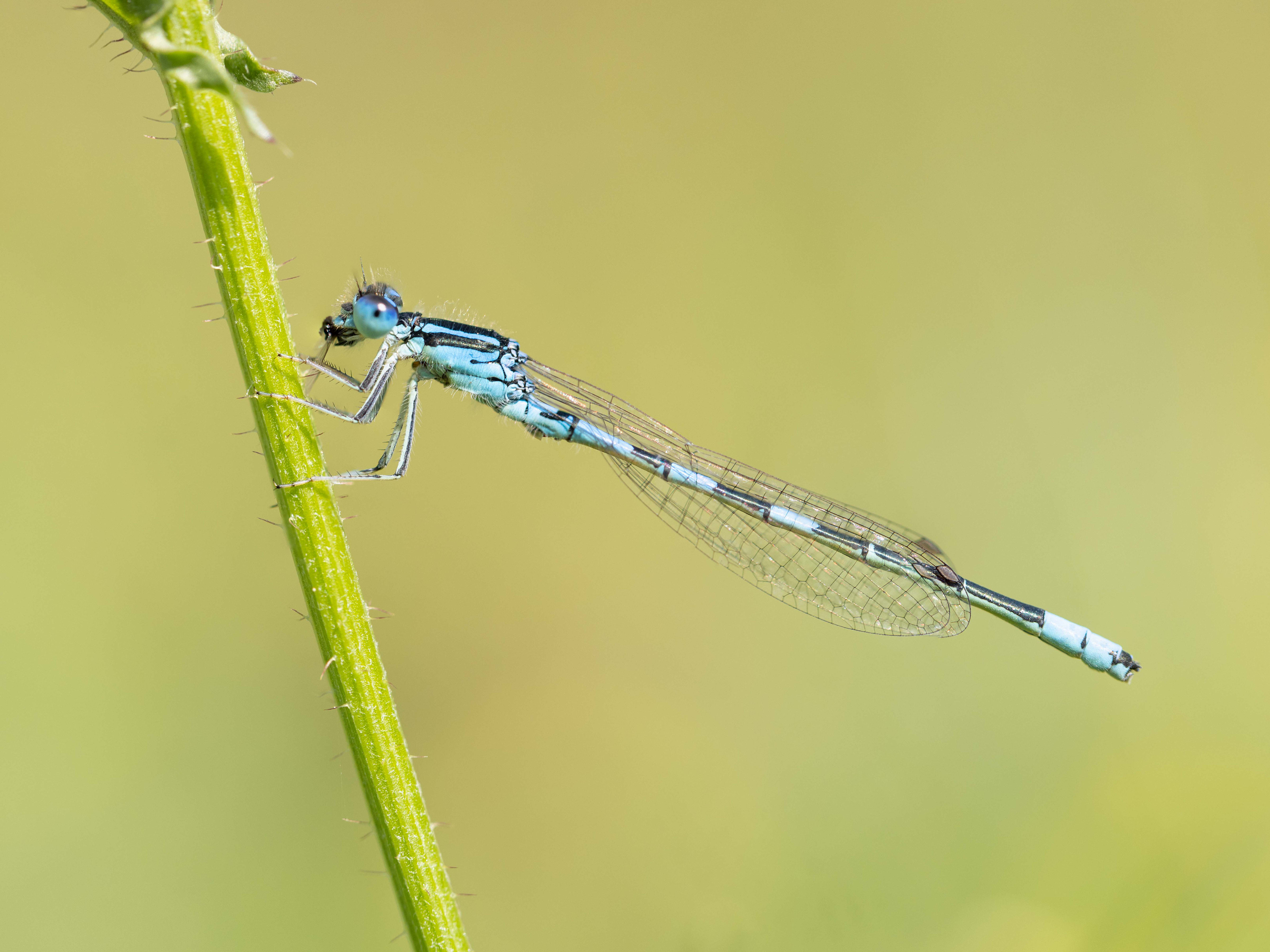 Dainty Bluet