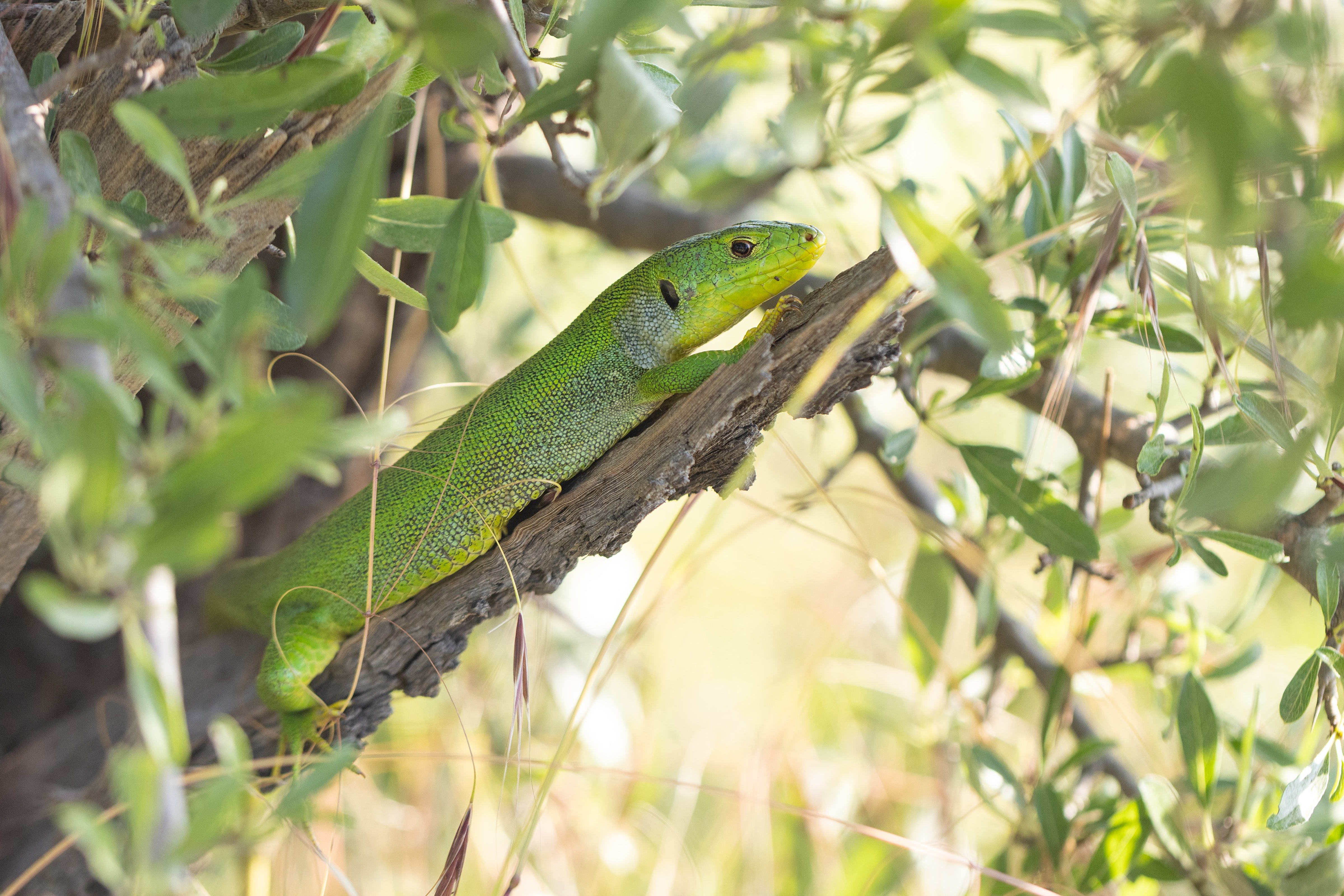 Balkan Green Lizard