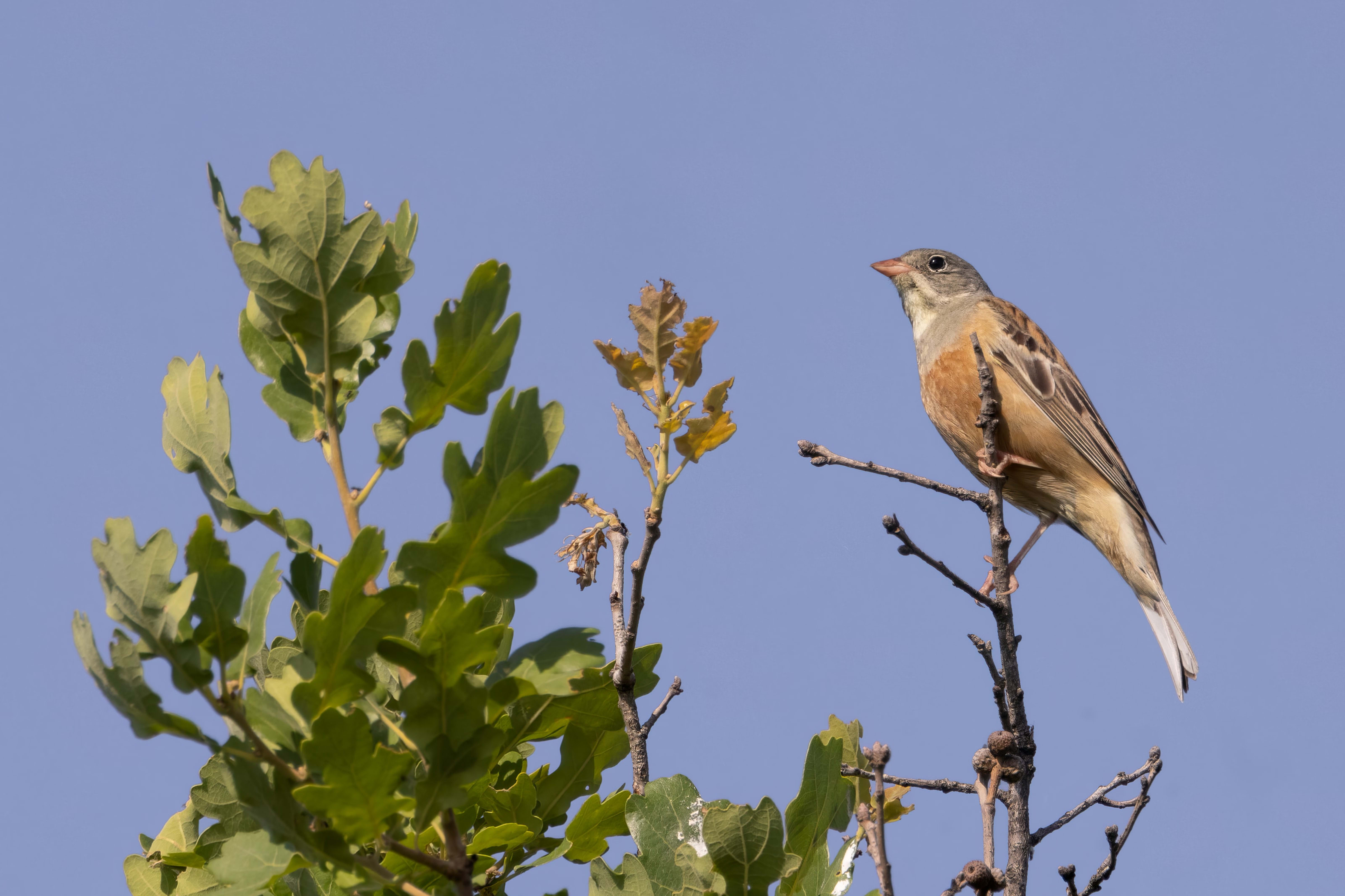 Ortolan Bunting