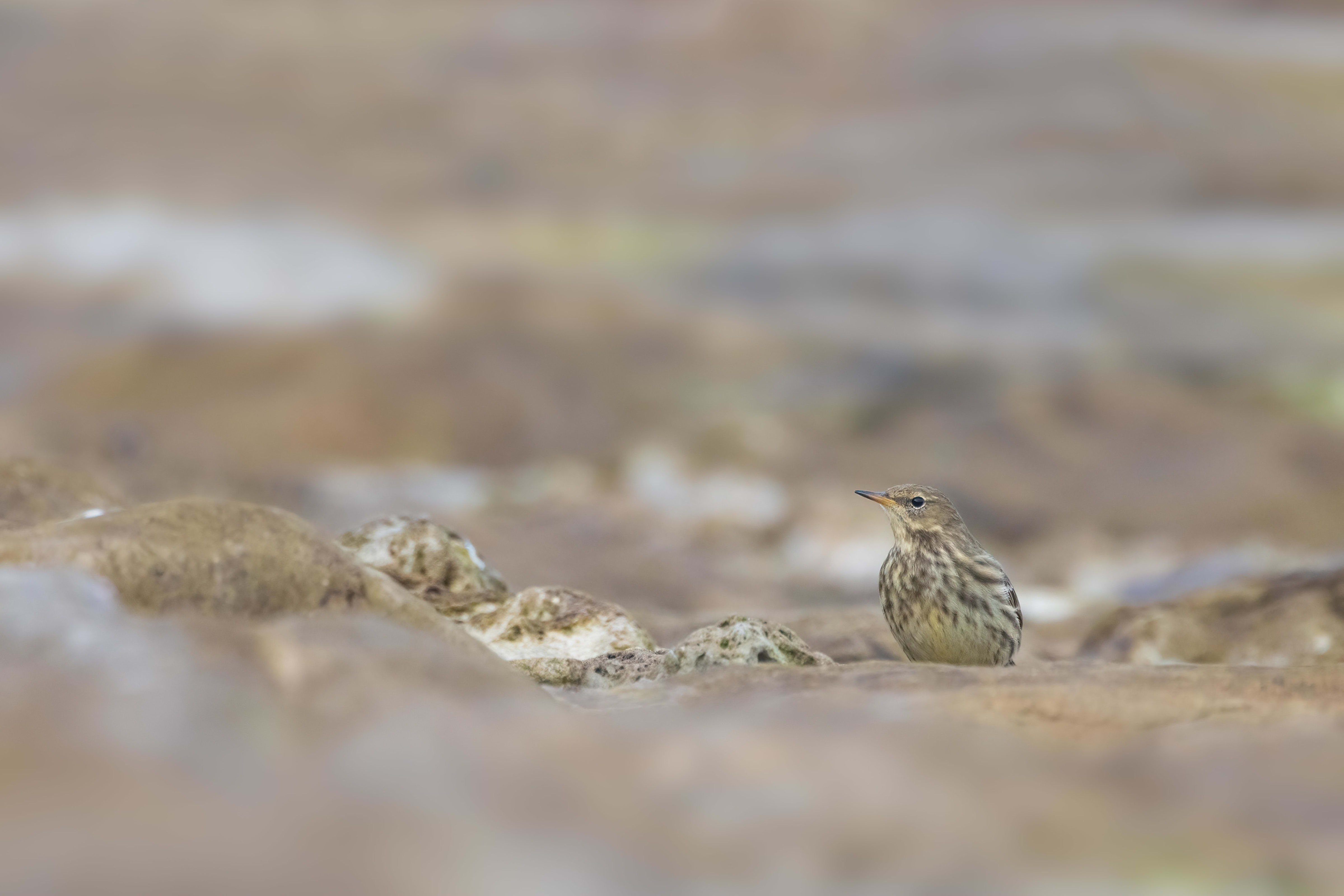 Rock Pipit at Reculver Towers (Kent)