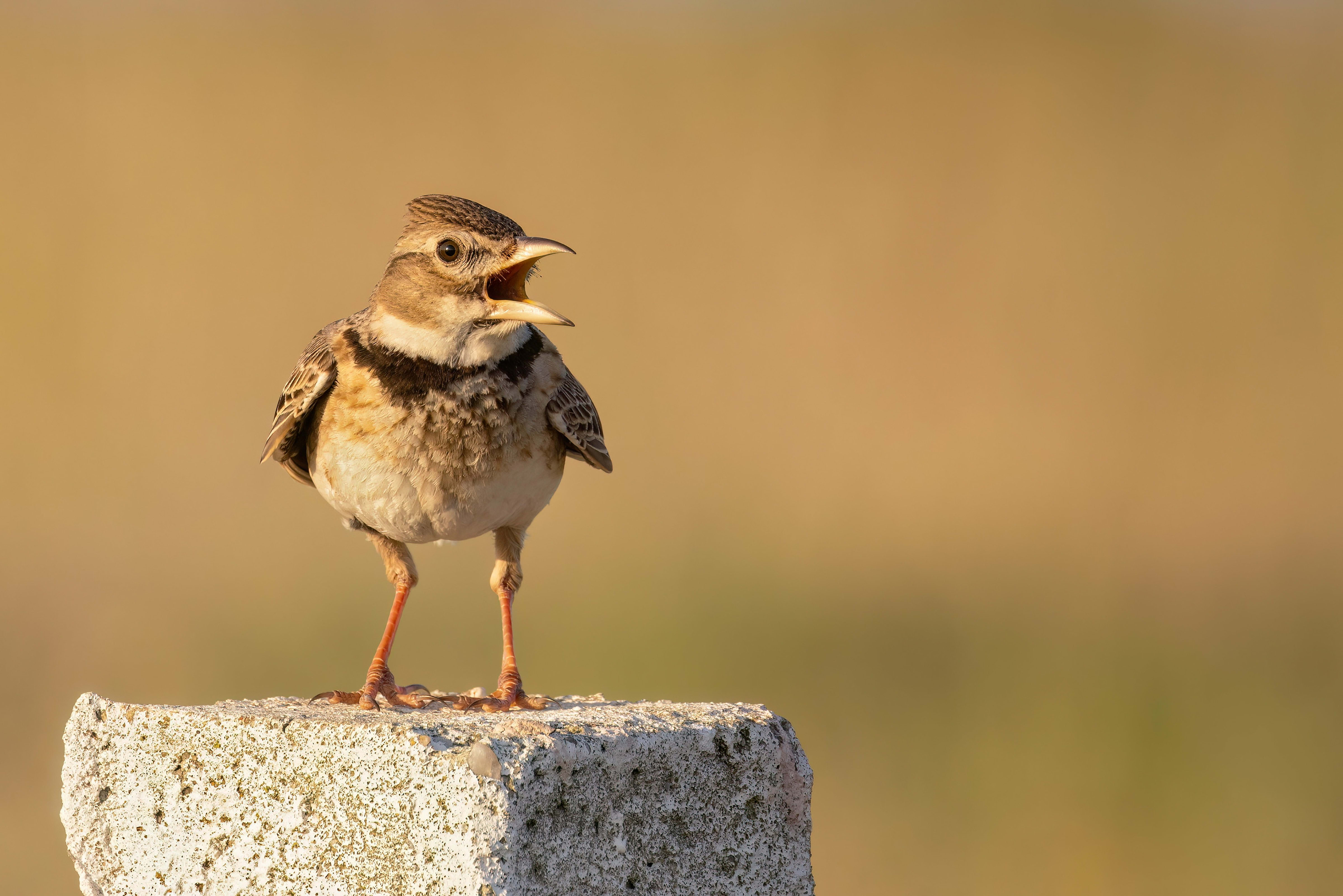 Calandra Lark