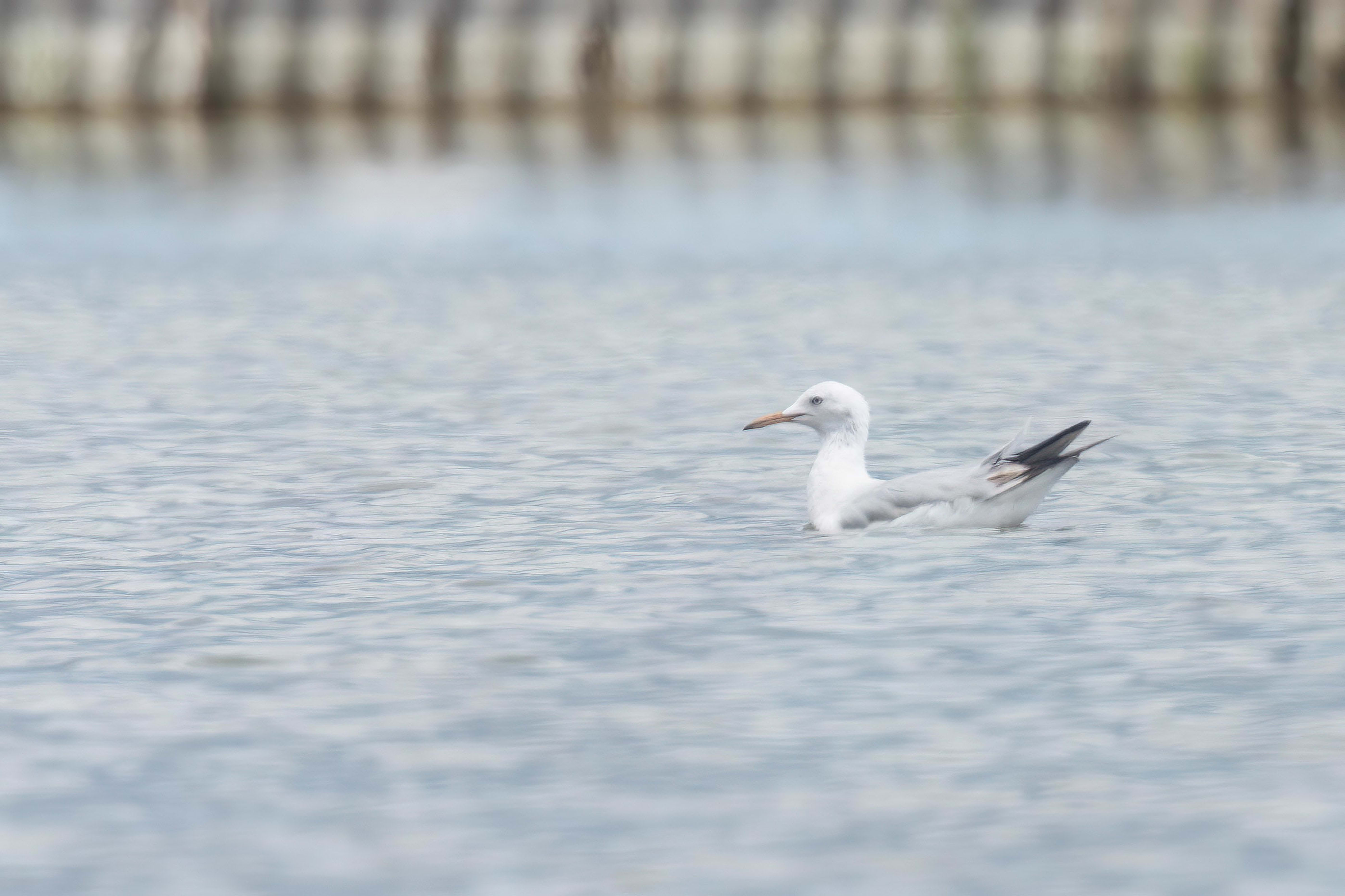 Slender-billed Gull