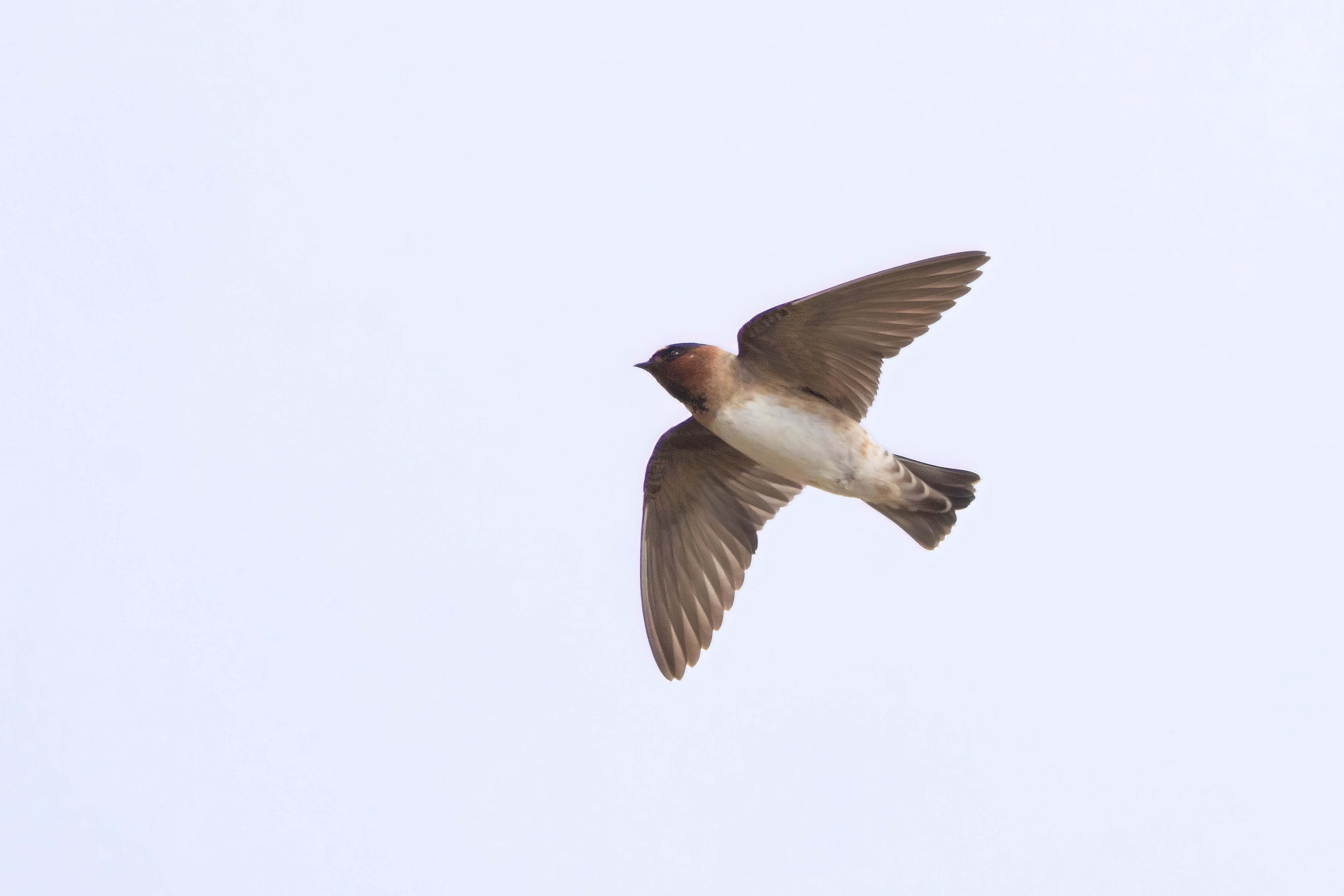 American Cliff Swallow