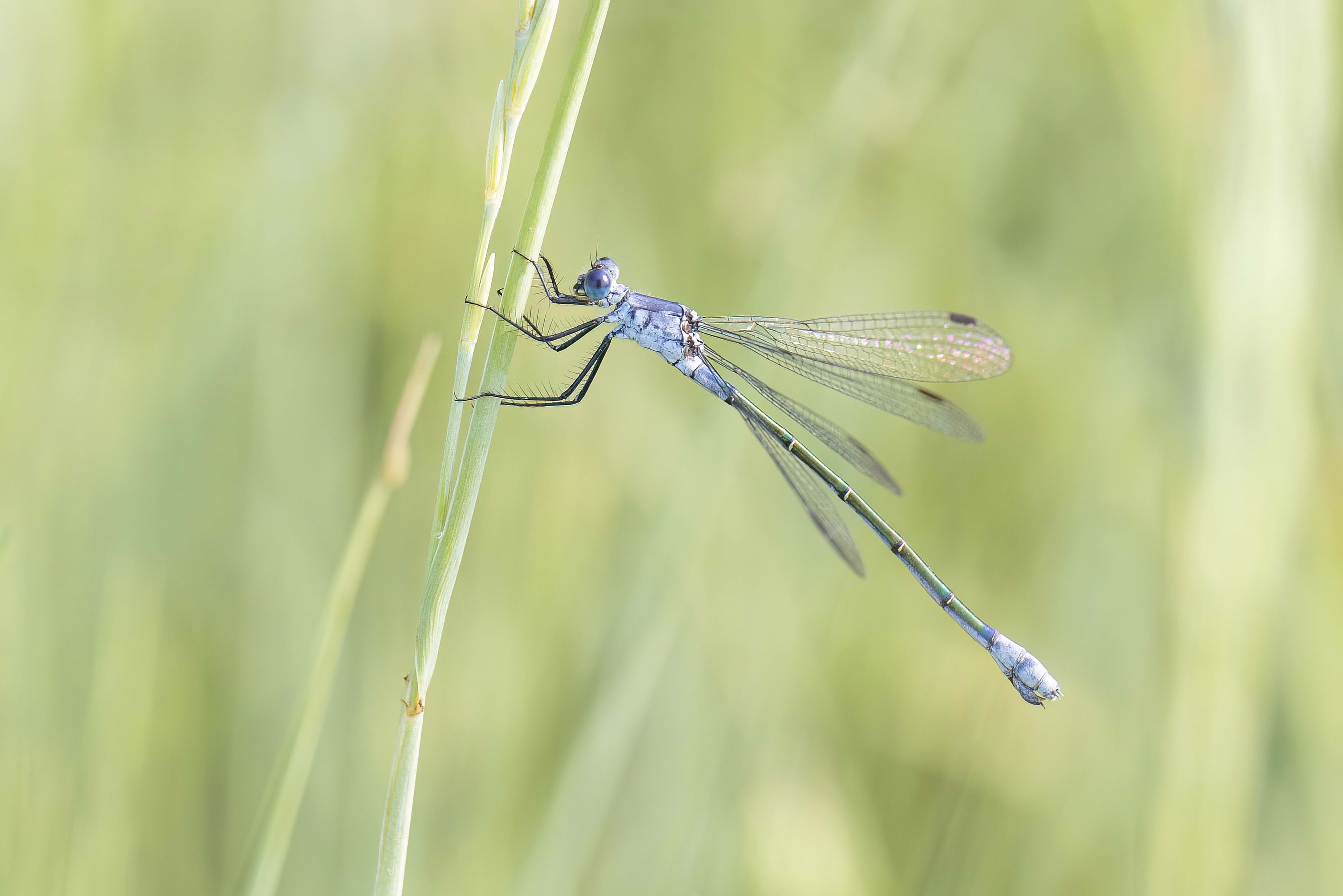 Dark Spreadwing