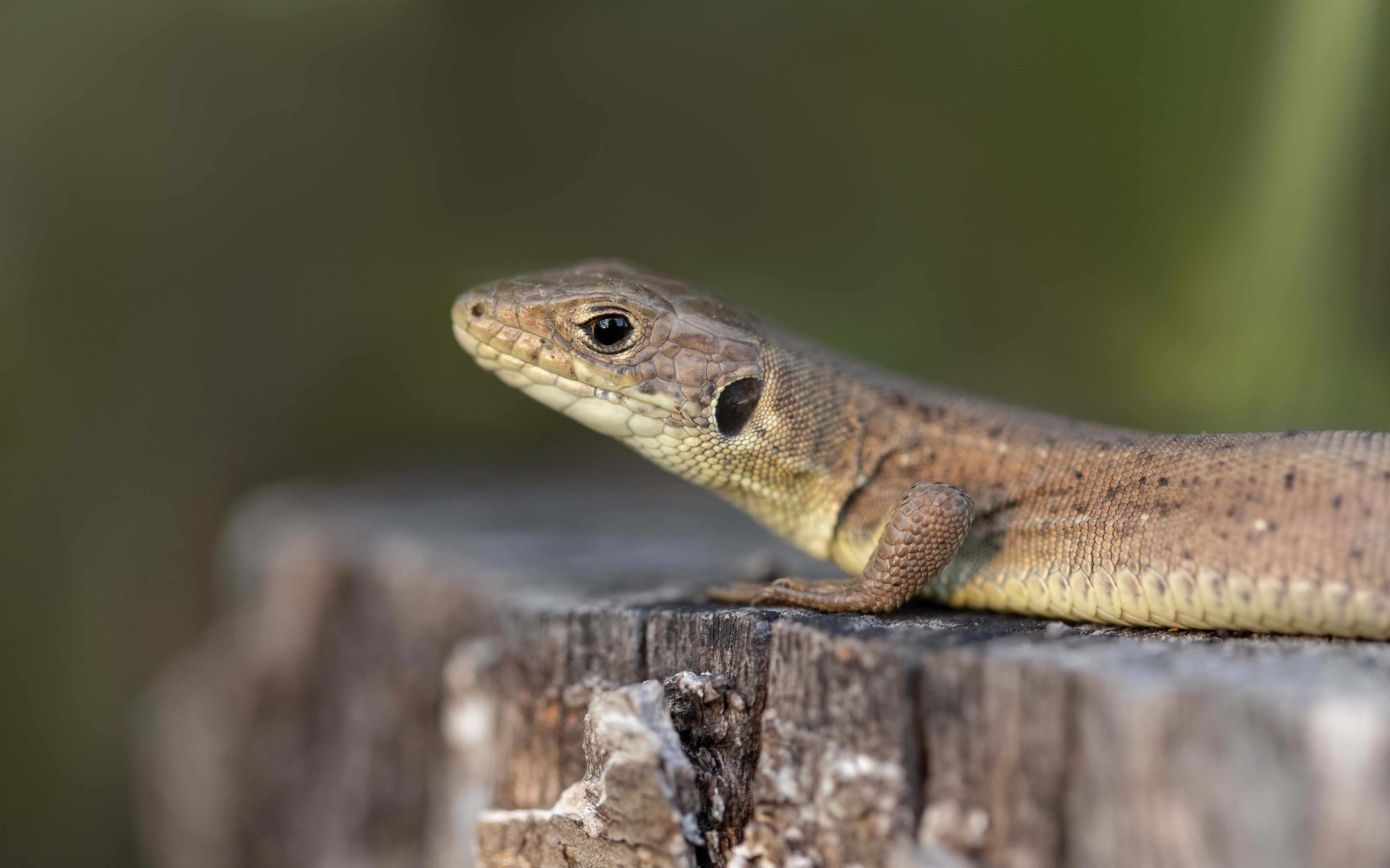 Eastern Green Lizard