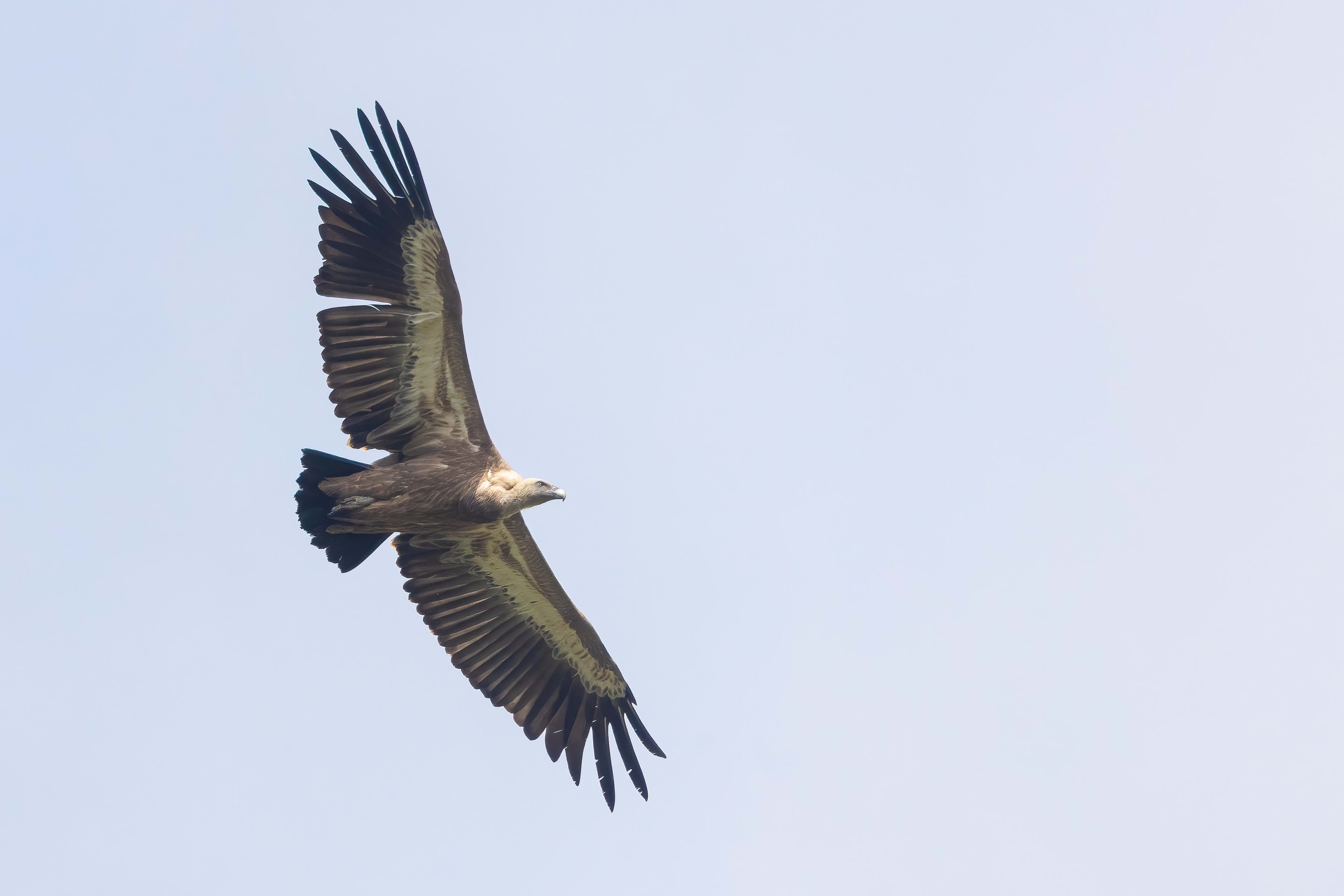 Griffon Vulture