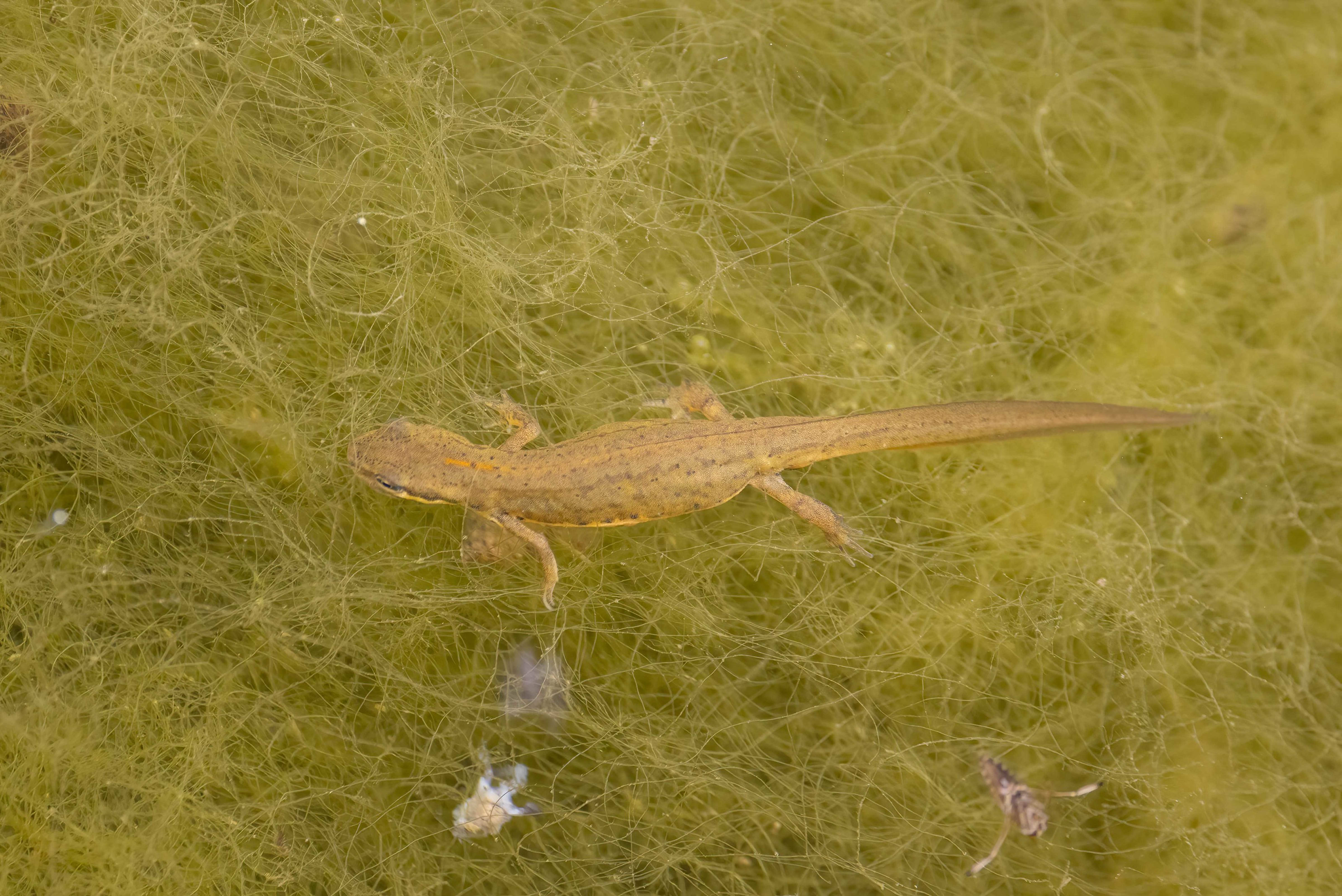 Schmidtler's Smooth Newt