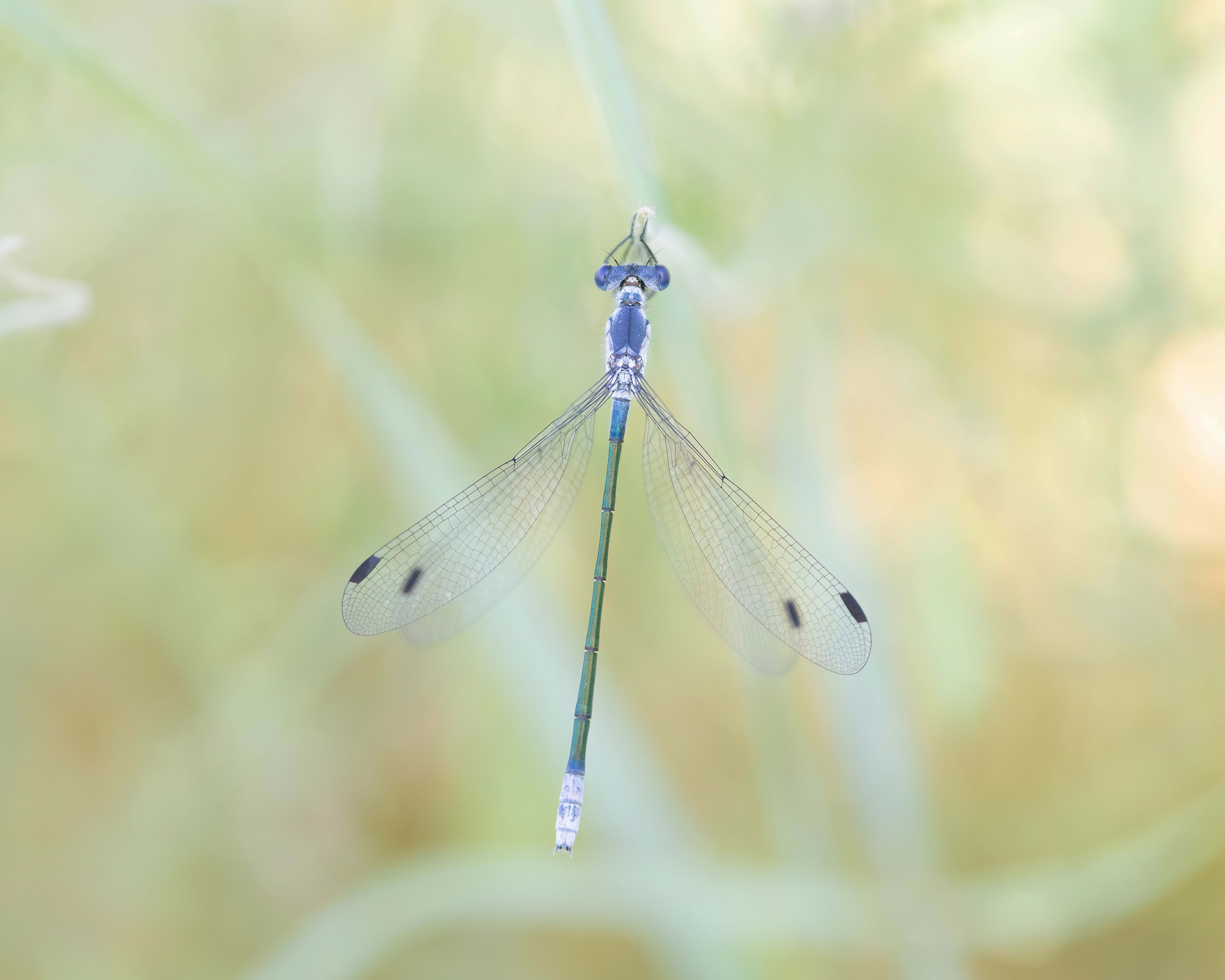 Dark Spreadwing